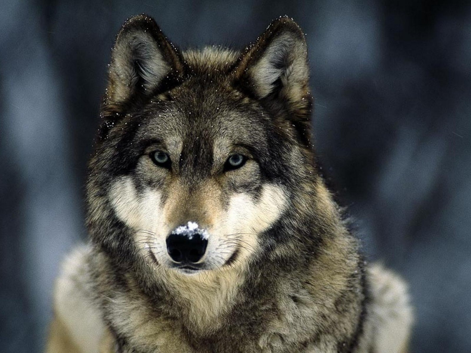 gray wolf