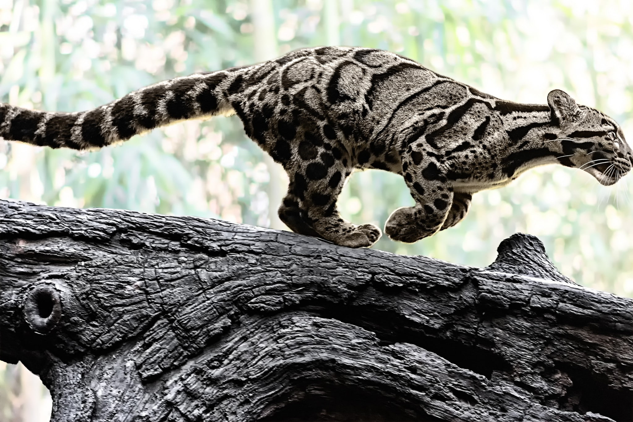 Amazing Clouded leopard, log, Nature, predator, color, wild cat