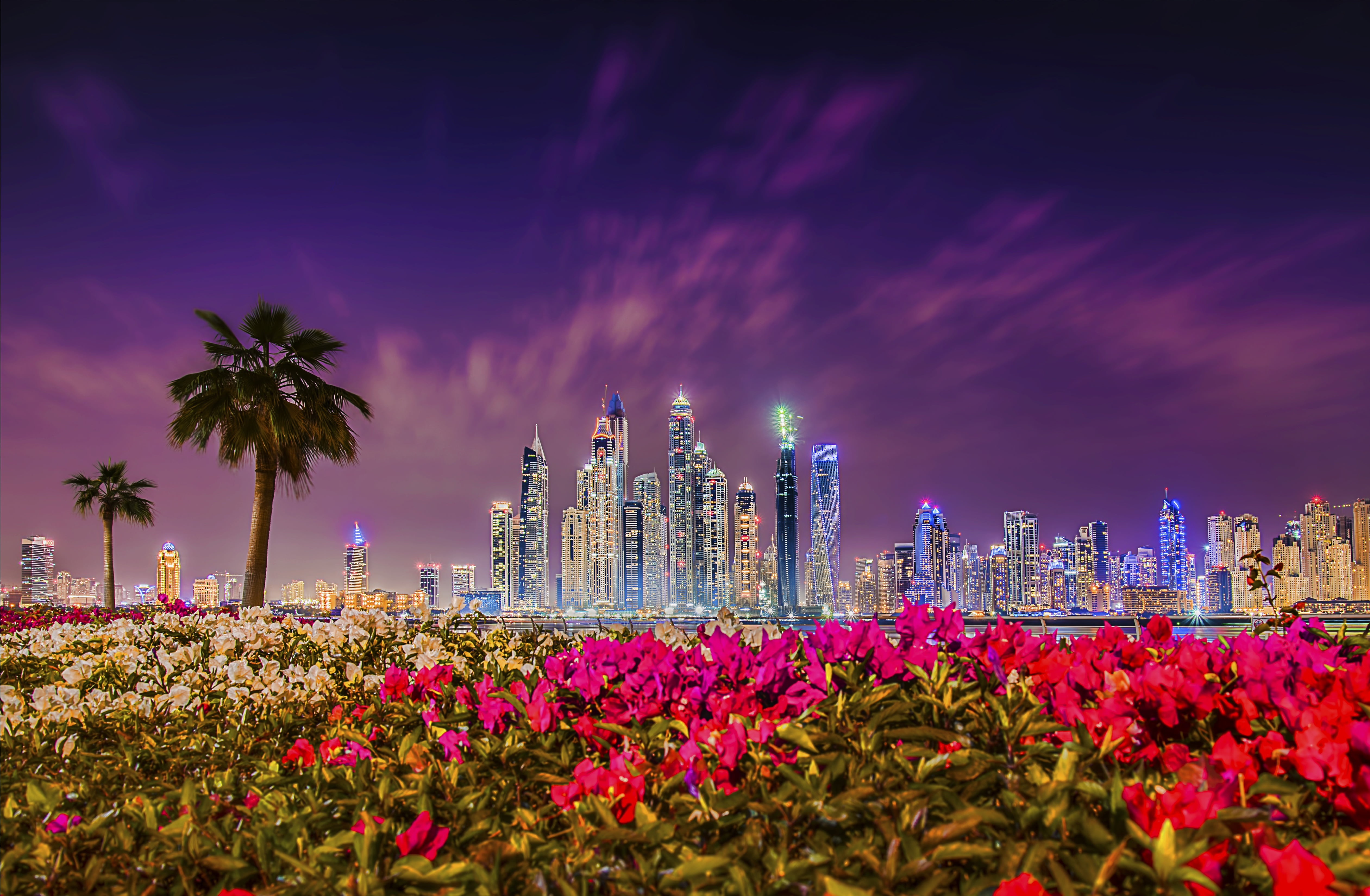 red rhododendron flowers, sunset, palm trees, building, Dubai