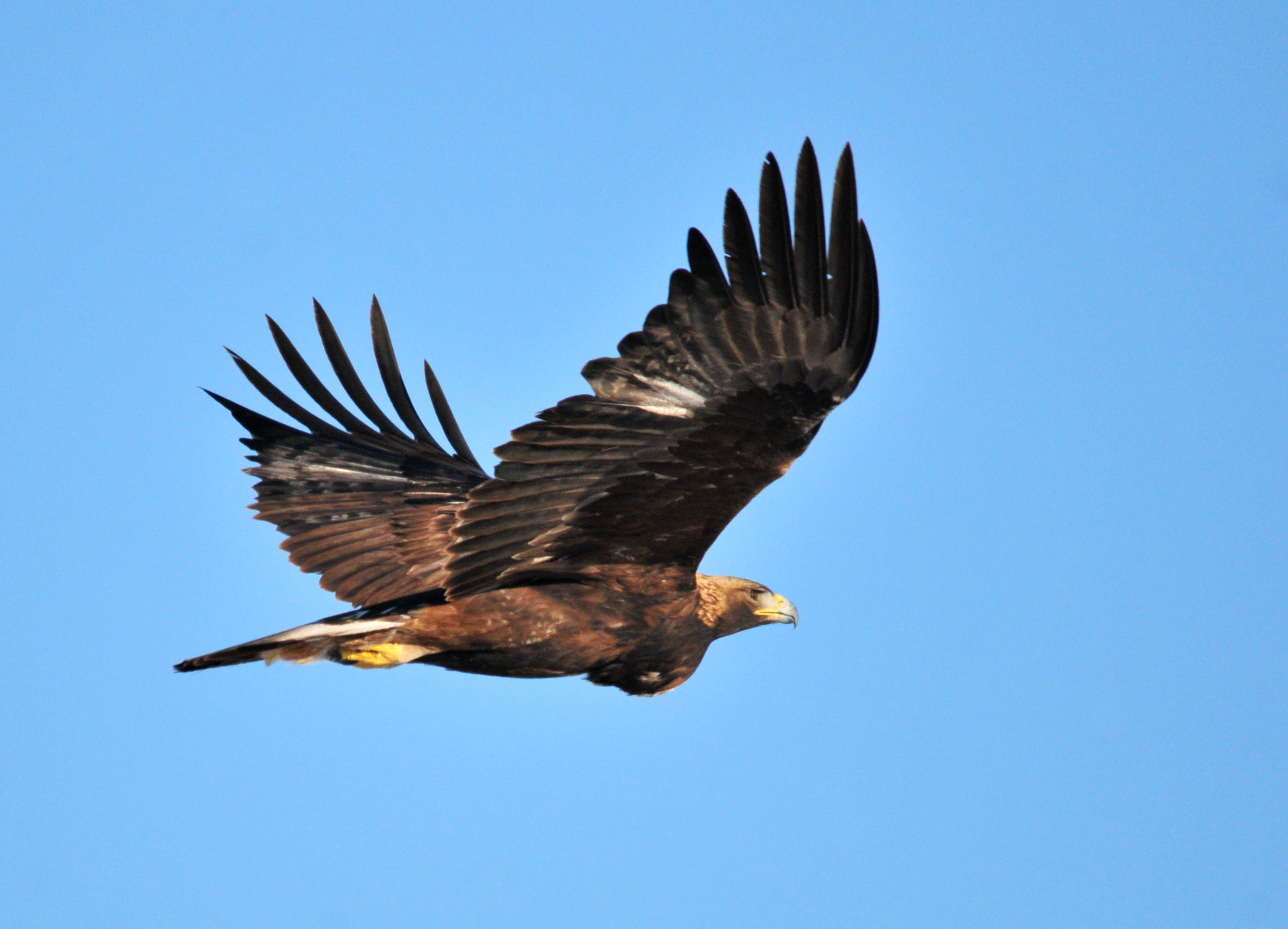 brown and black bird flying, golden eagle, golden eagle, NWR