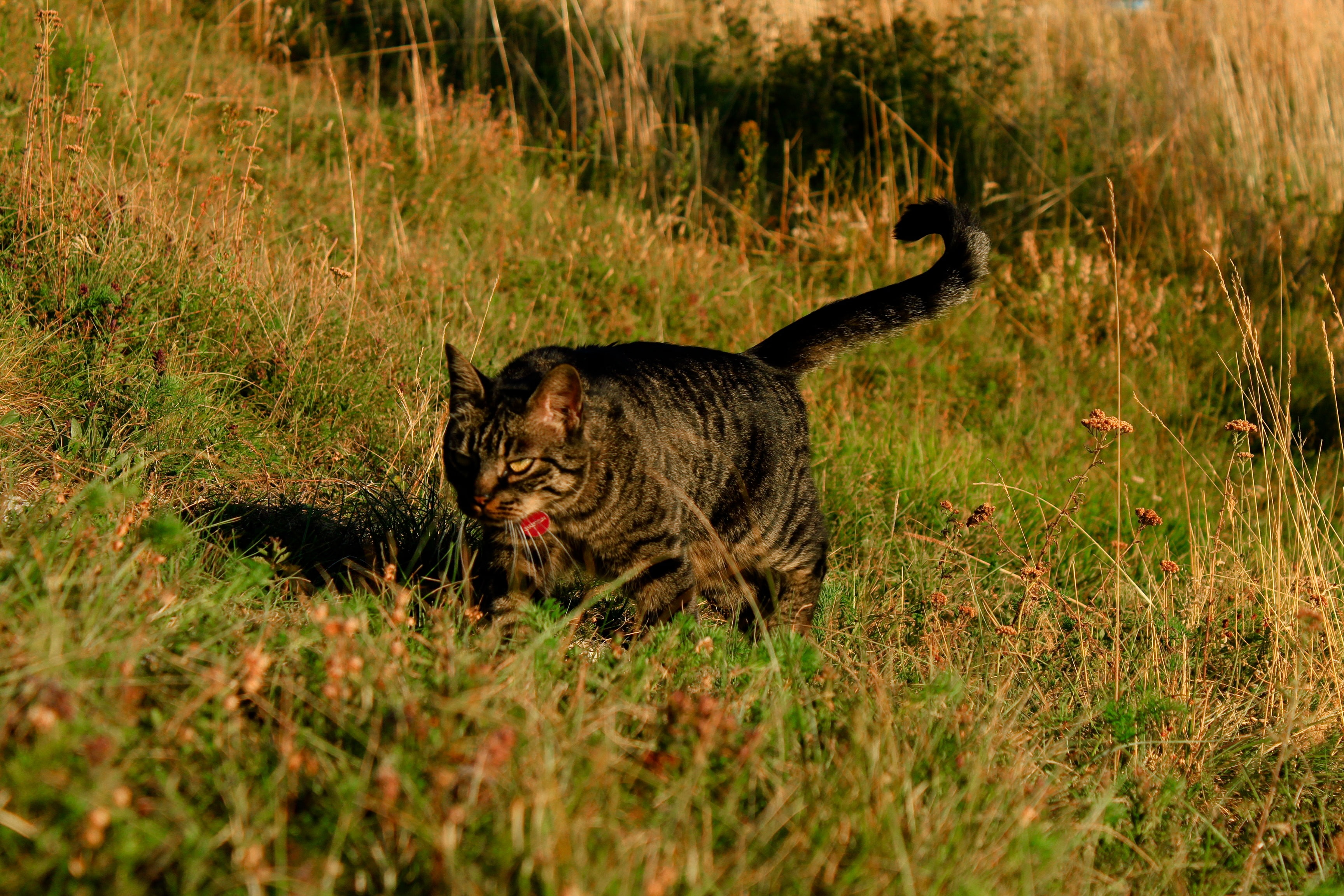 Cat, Grass, Walk