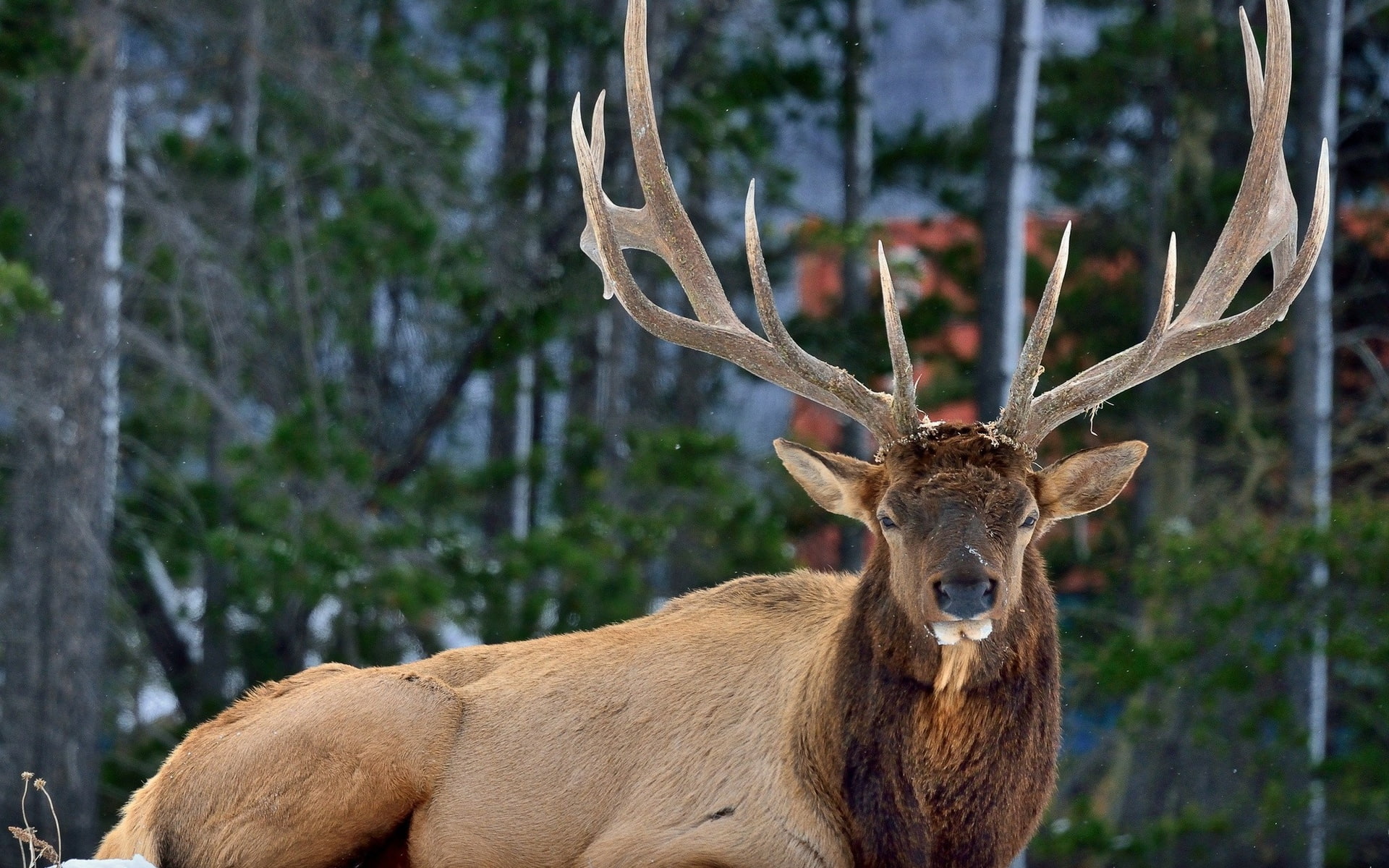 Deer
