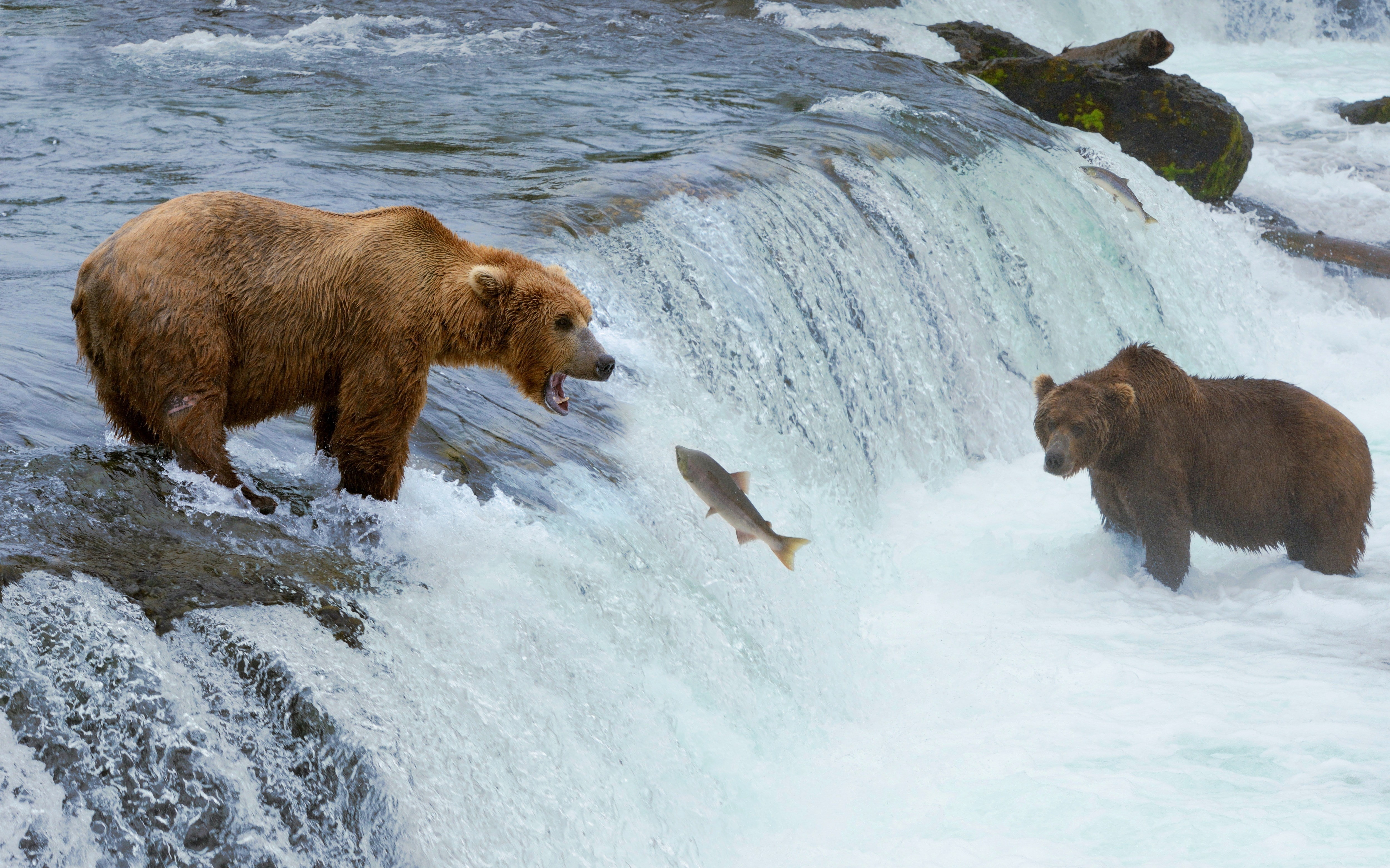 bear