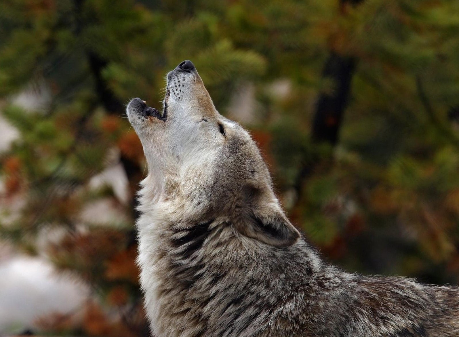 wolf