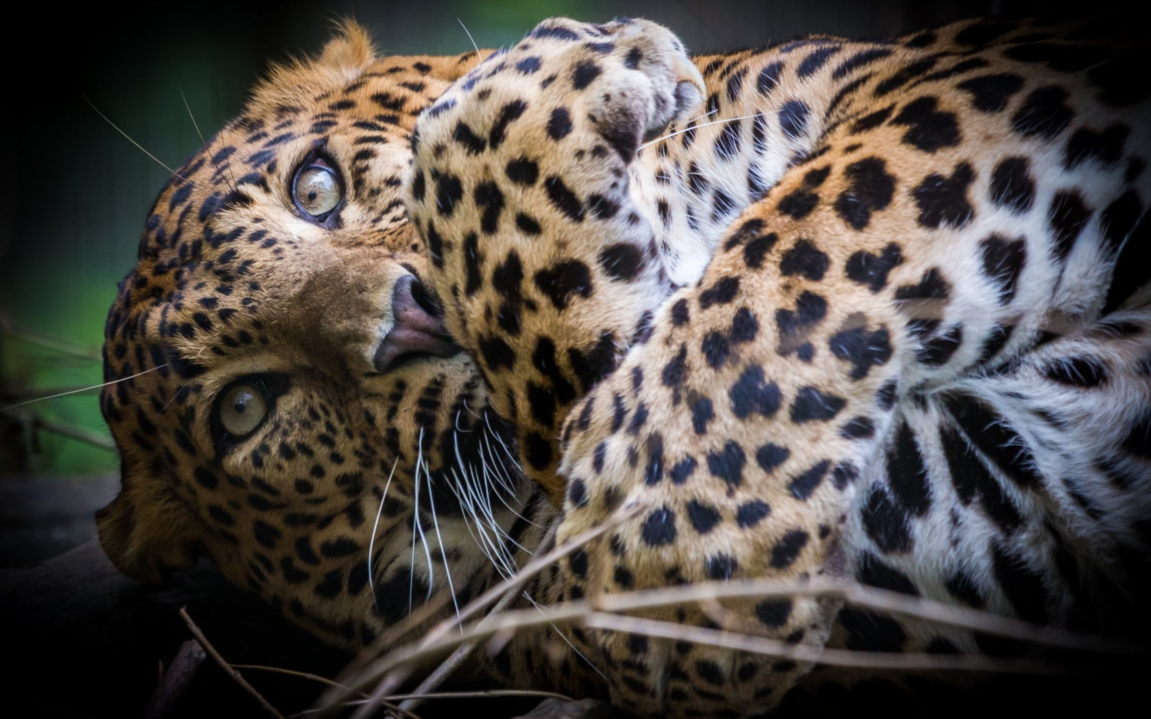 Leopard, Predator, Muzzle