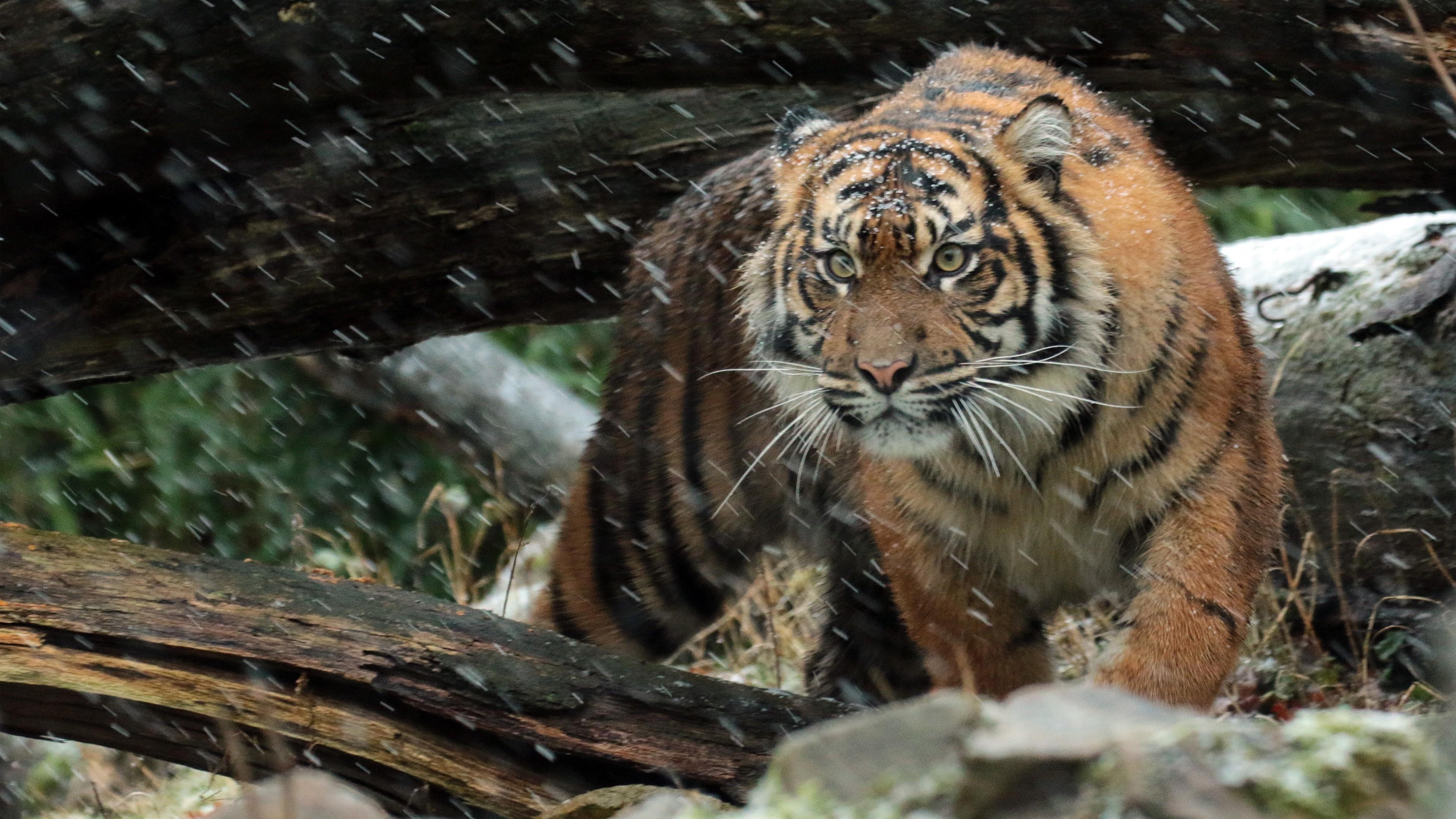 wild, sumatran, tiger, rain, nature, animal
