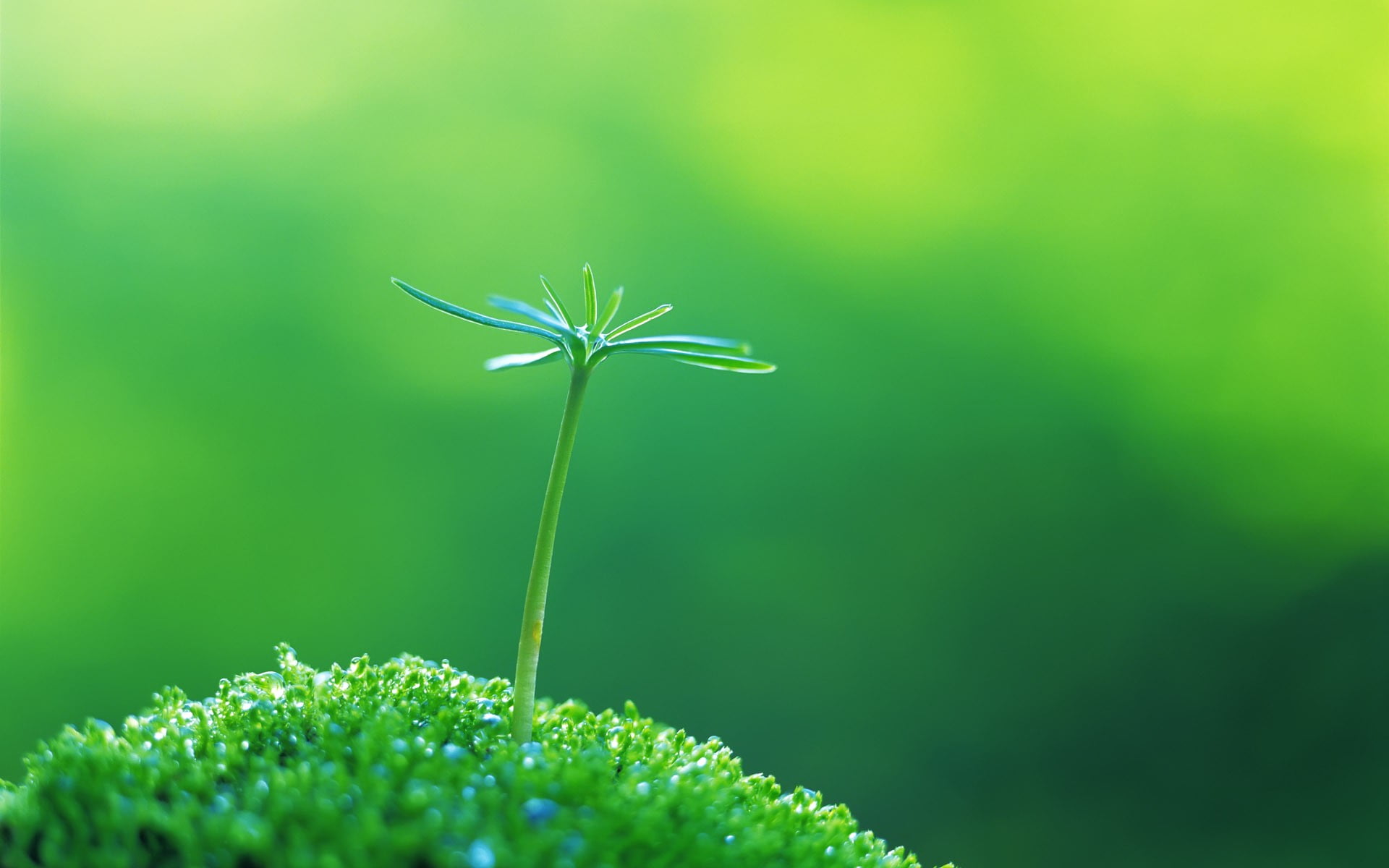 selective focus photographed of green plant, macro, grass, plants