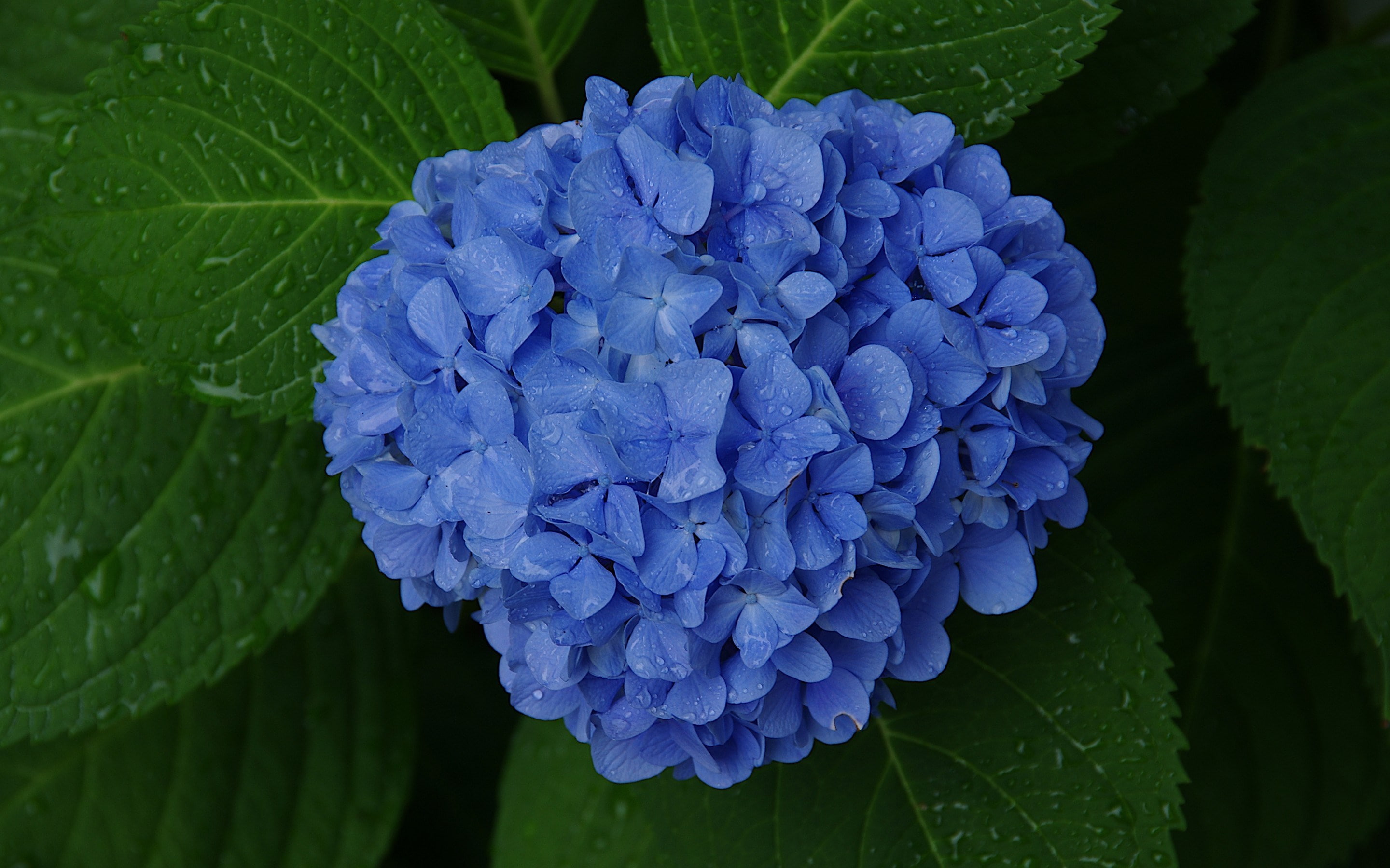 hydrangea
