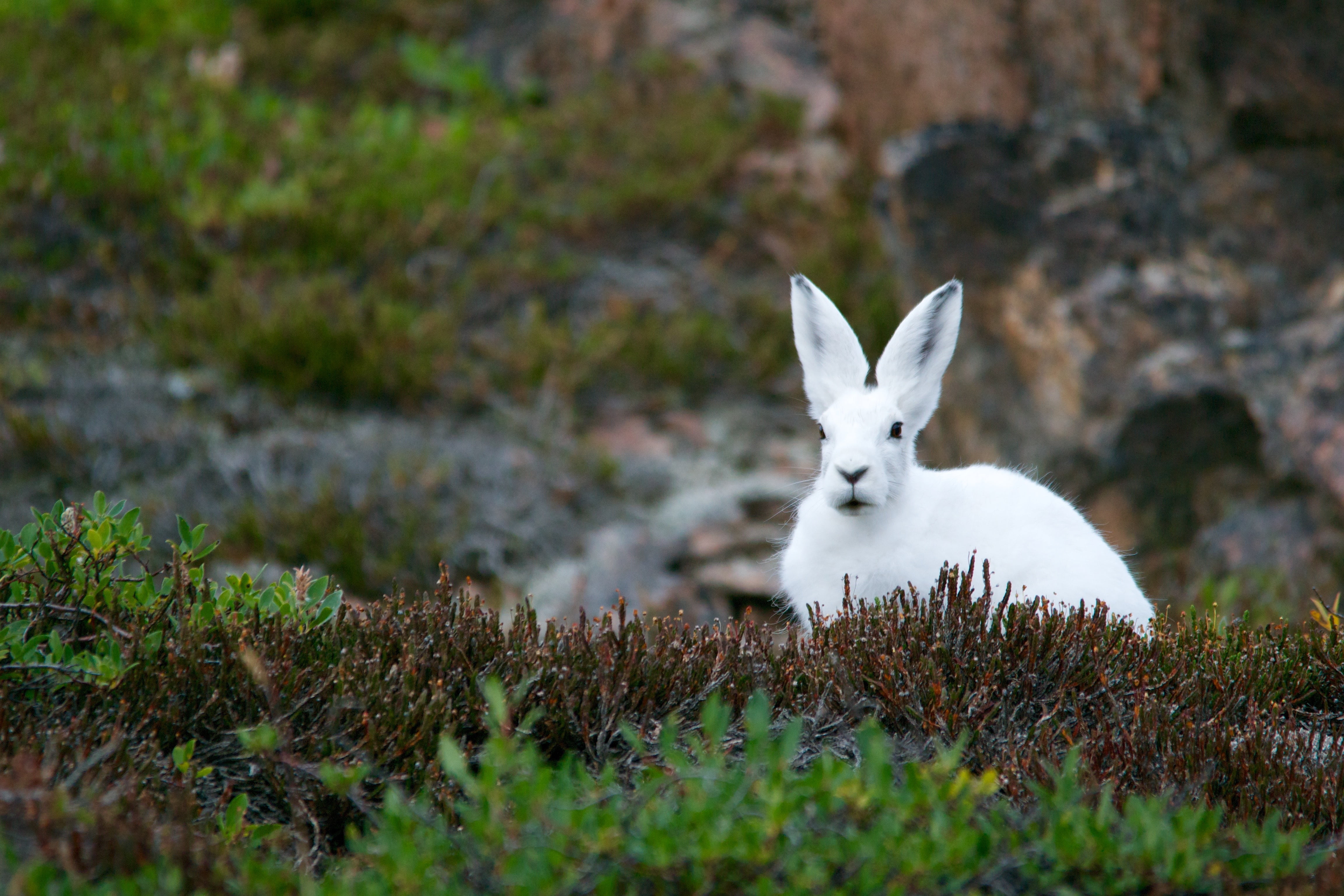 white hare, arctic hare, polar, grass, animal, rabbit - Animal
