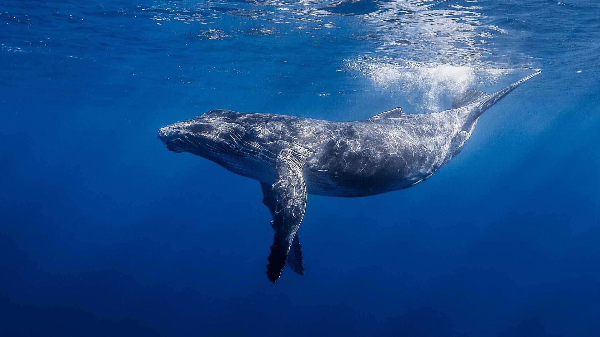 water, marine, mammal, humpback whale, fauna, wildlife, blue water