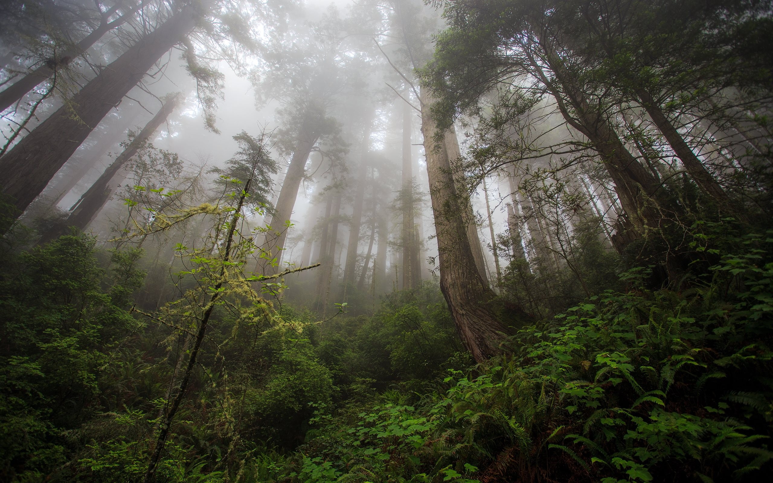 trees, mist, forest, green, Amazon, Brazil, creeks