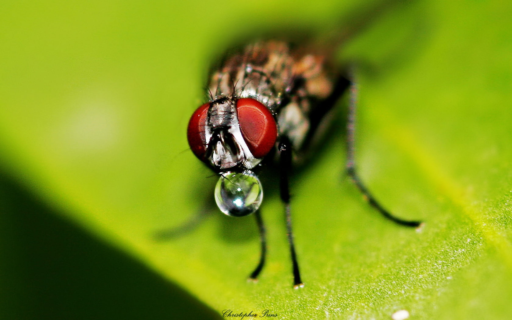 close ups droplet Fly Drinking Water Animals Bugs HD Art, Leaf