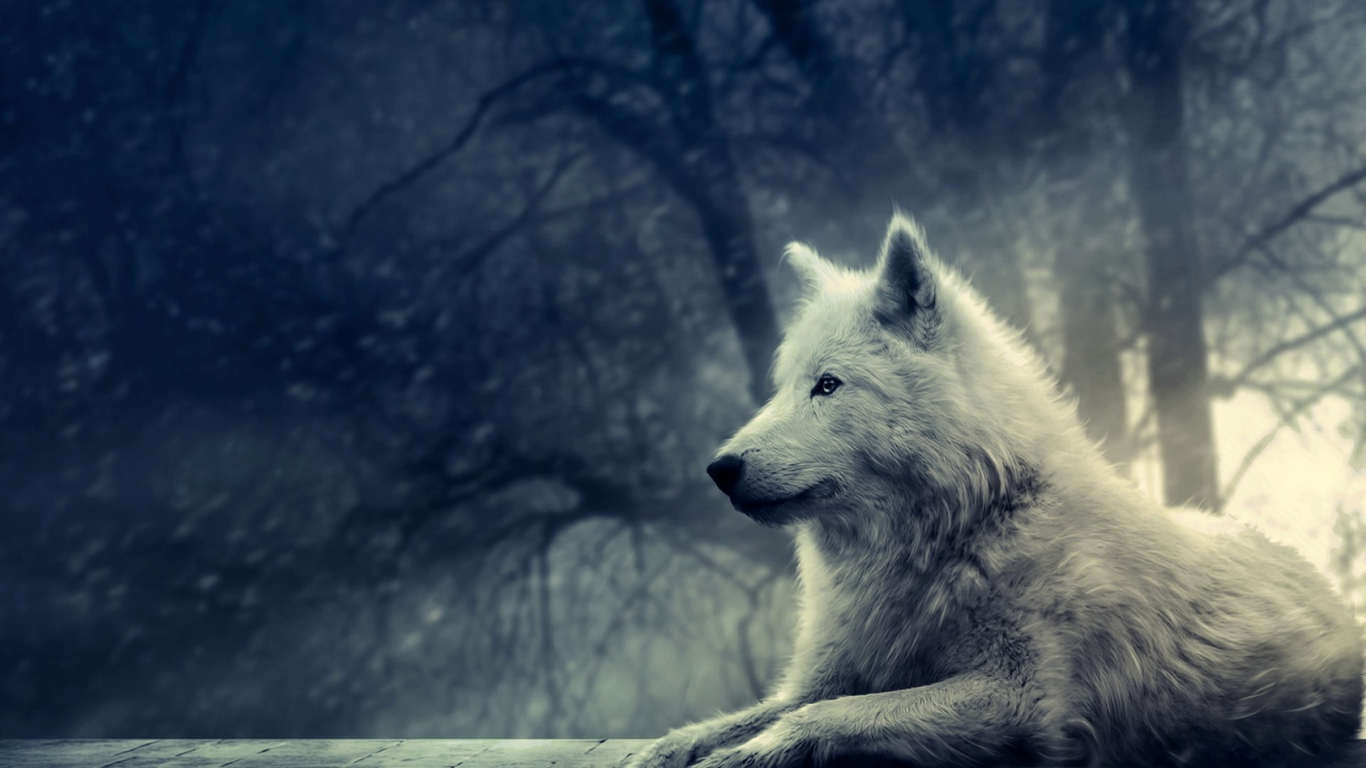 white wolf, white wolf lying on ground near tree, forest, winter
