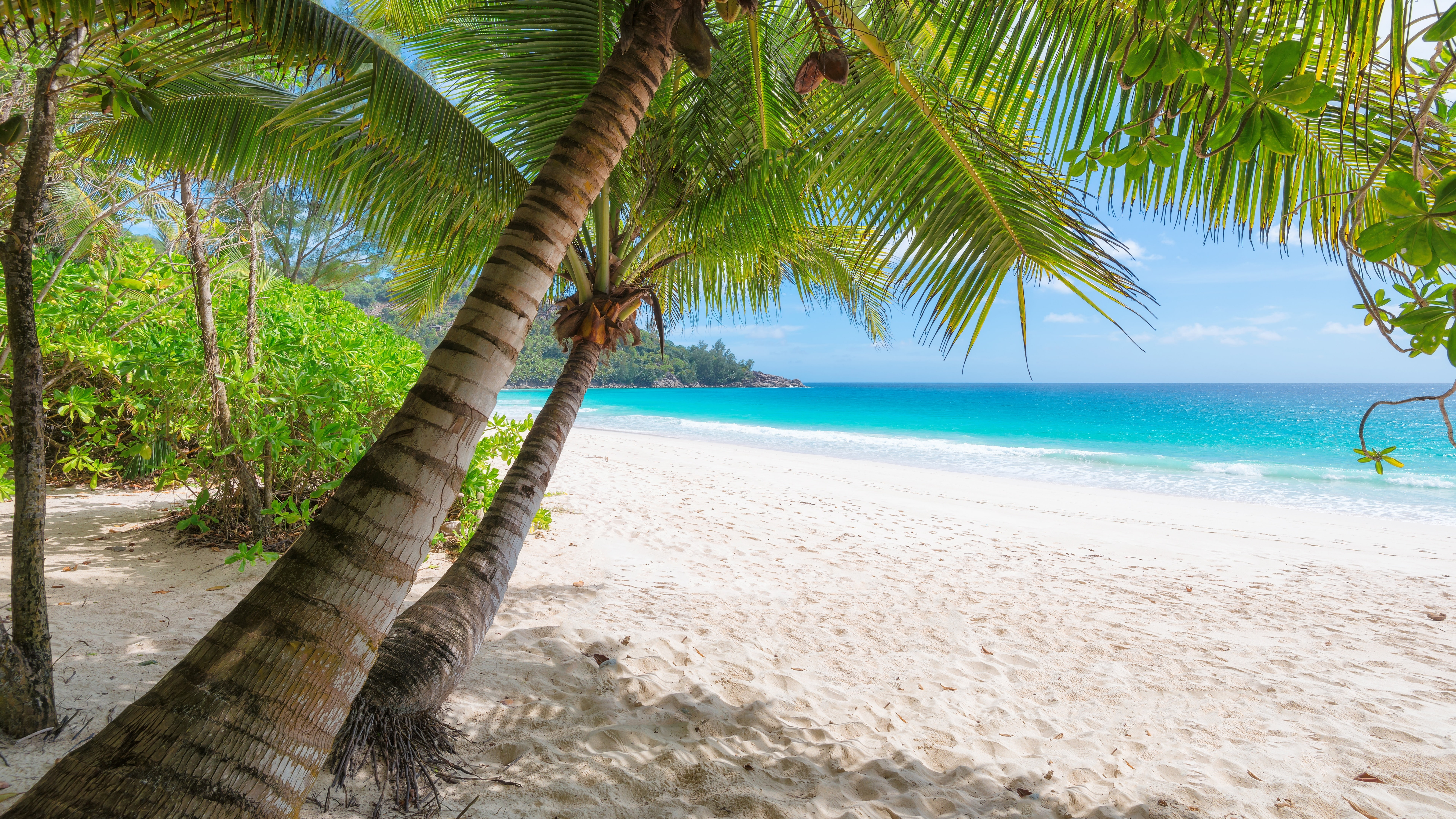 8k uhd, palm tree, sandy beach, shore, coast, azure, summer