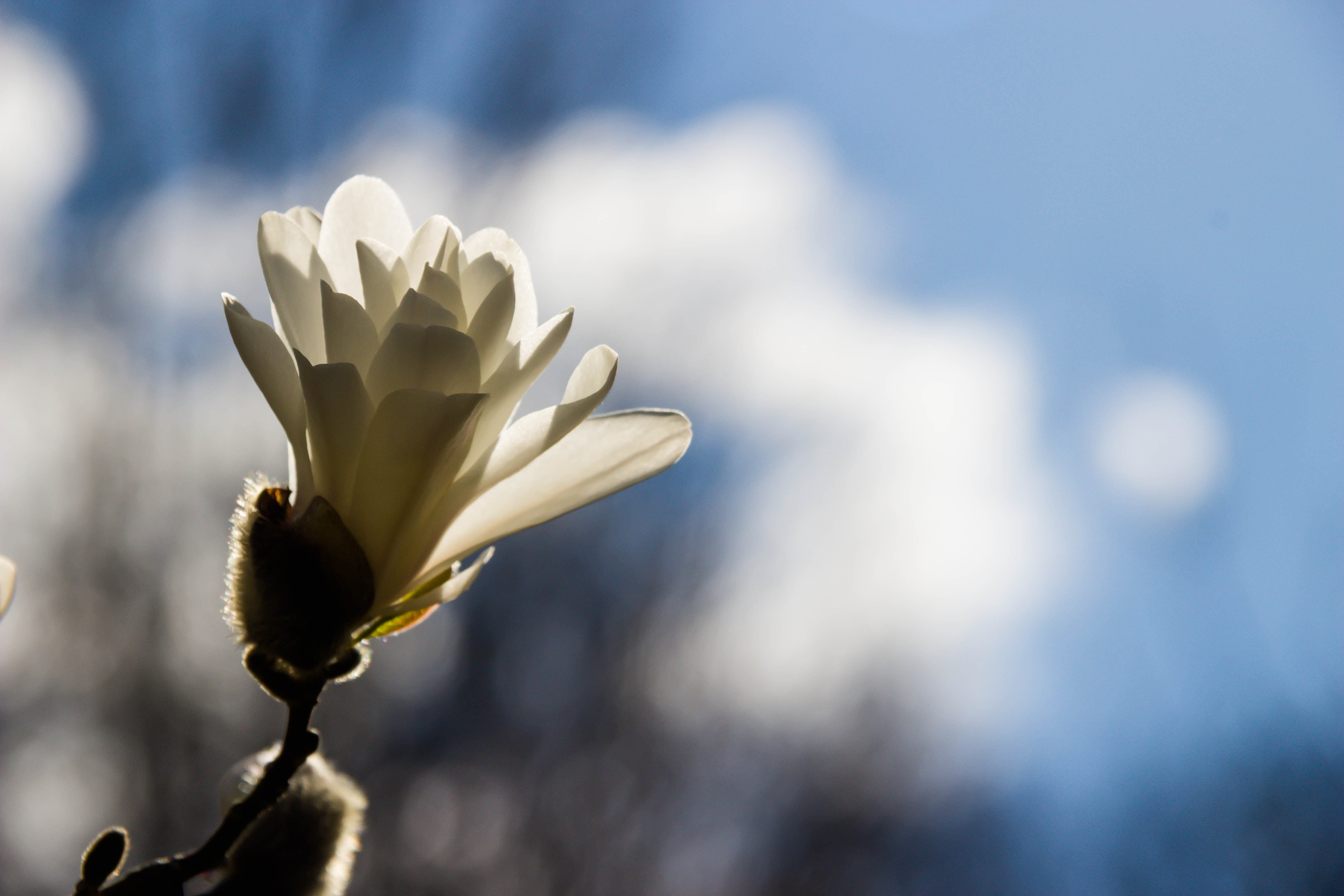 selective focus photography of white petaled flowerrs, magnolia, magnolia