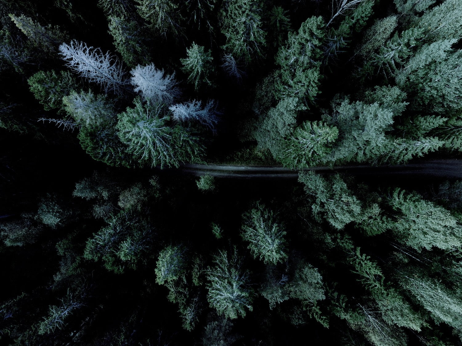 forest, road, drone, aerial view, plant, growth, nature, no people