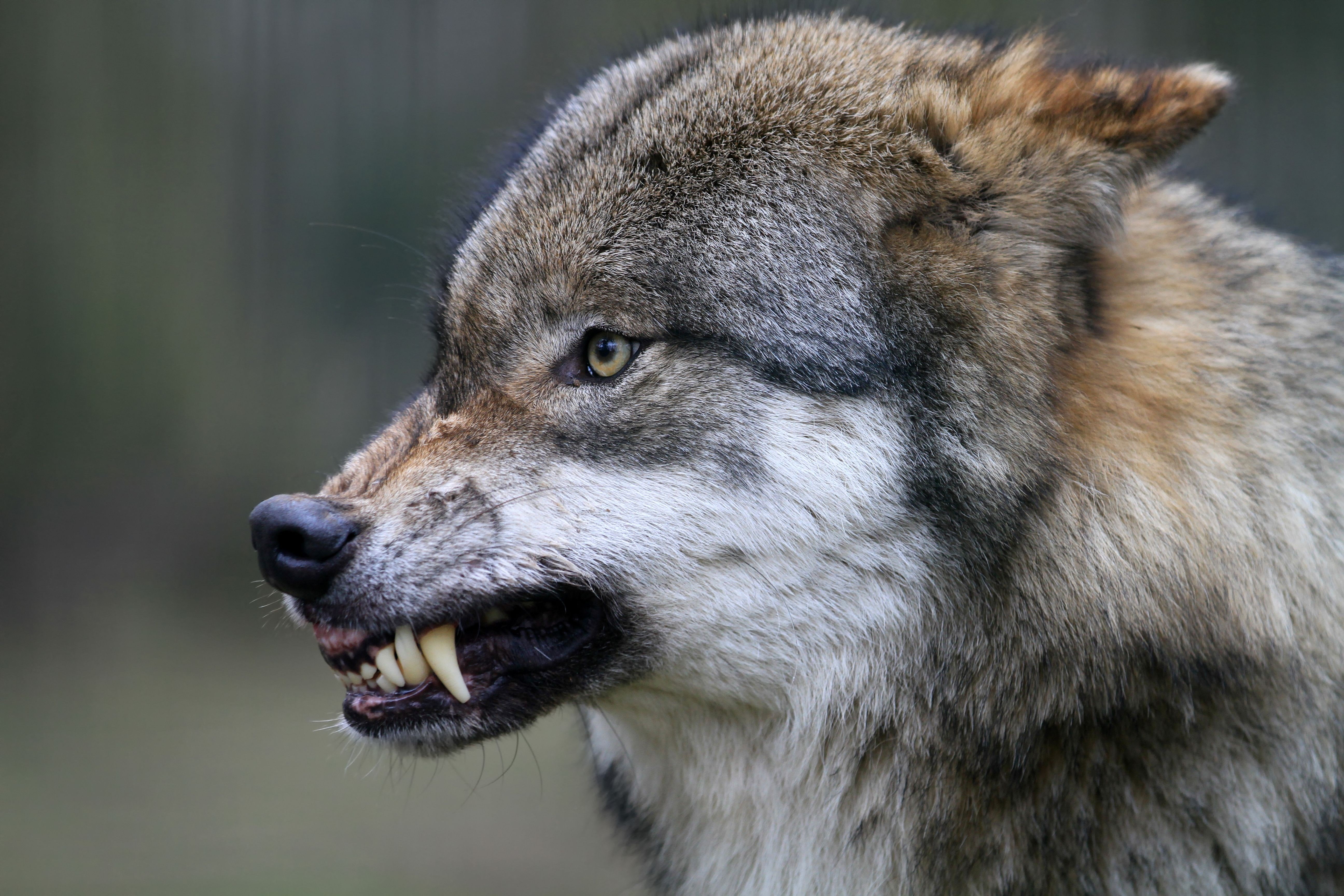 wolf