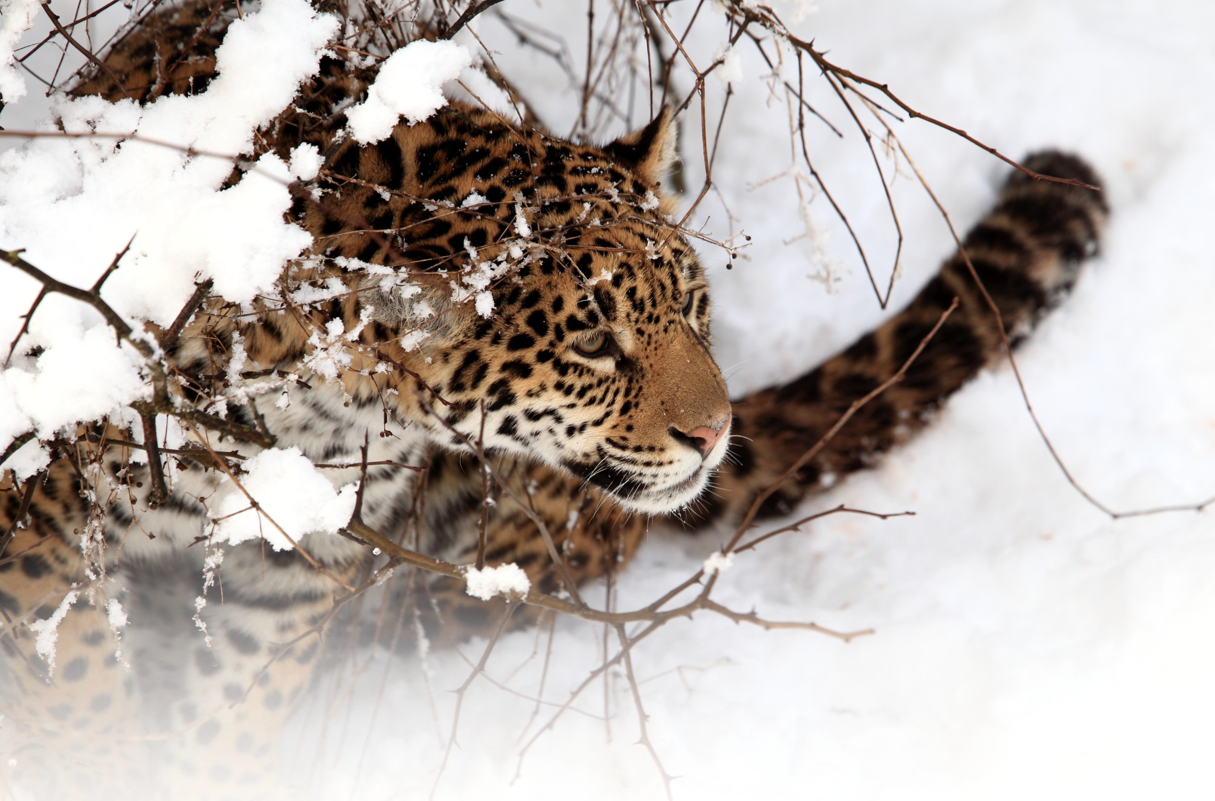 Cats, Leopard
