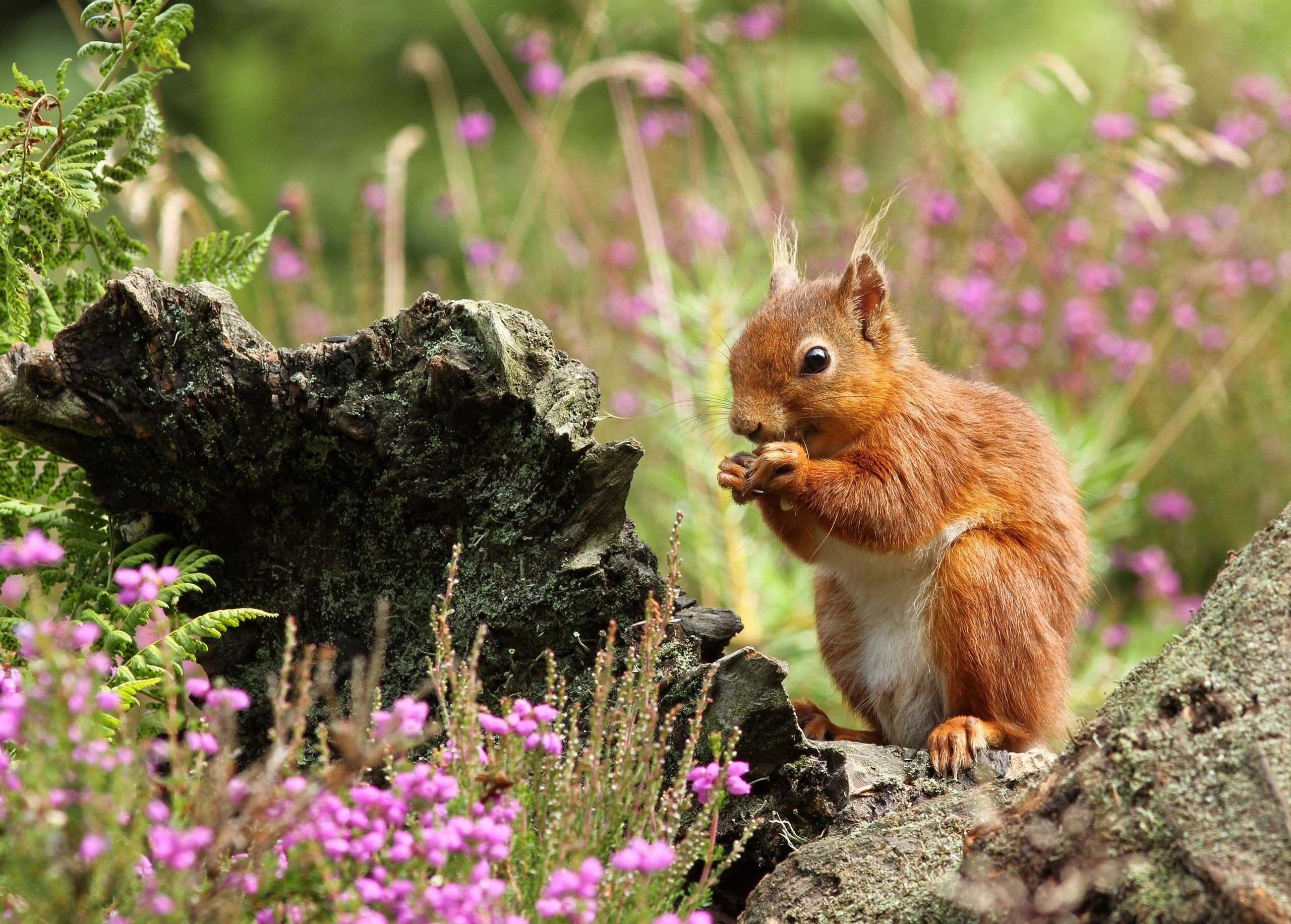 macro, squirrel