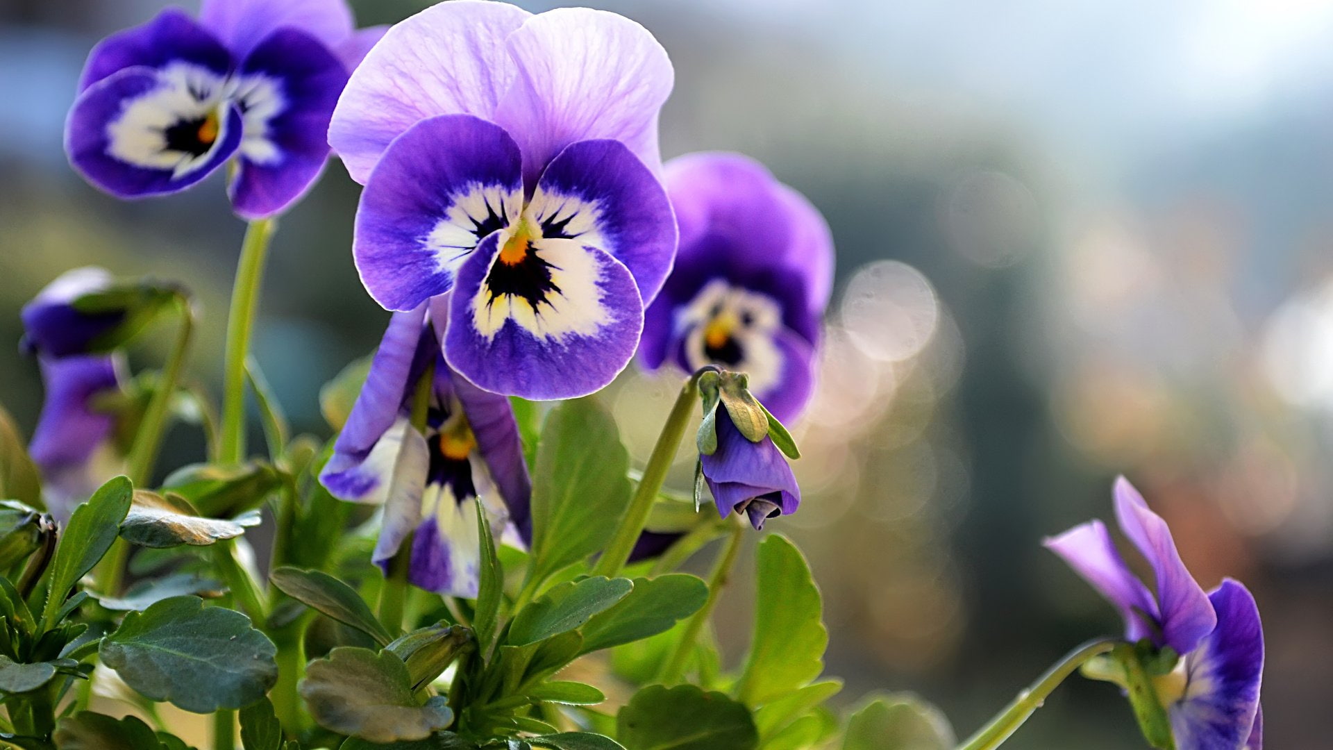 Flowers, Pansy