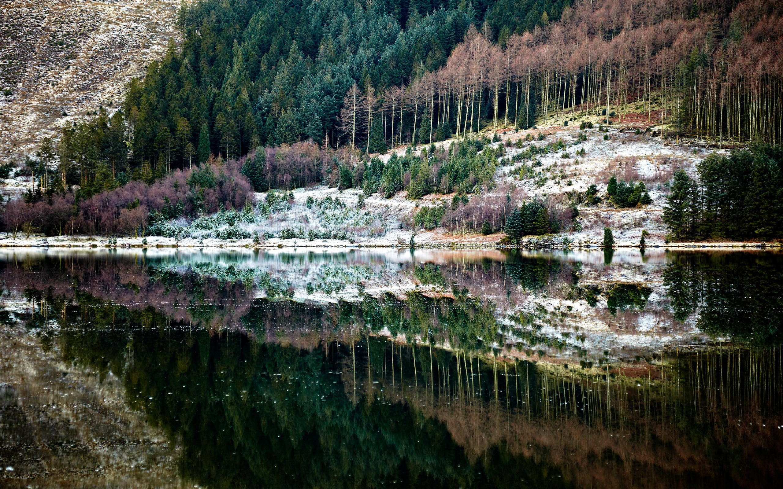 Forest Reflection, landscape, green, background, lake