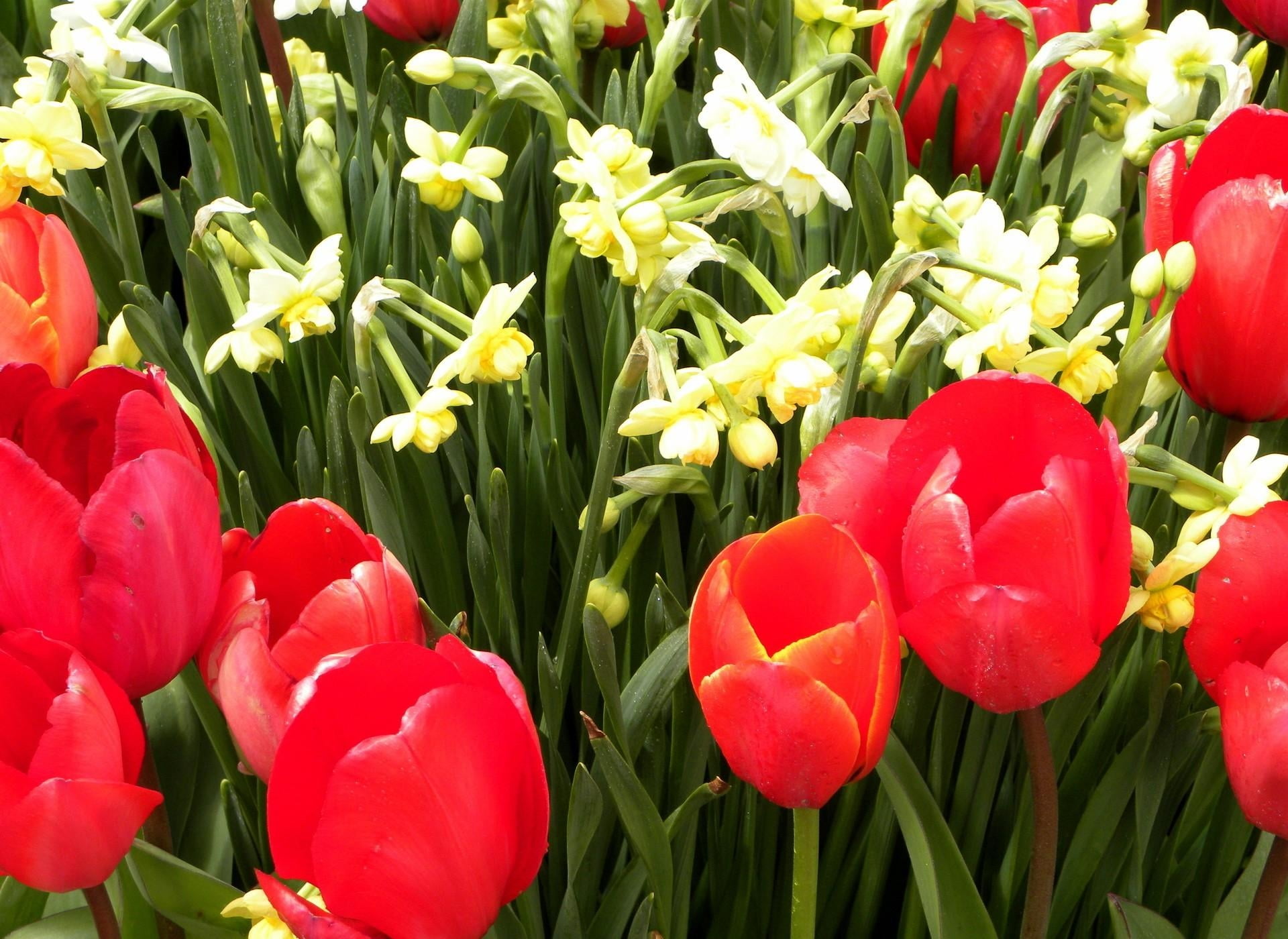 red tulip flowers, tulips, daffodils, flowerbed, spring, springtime