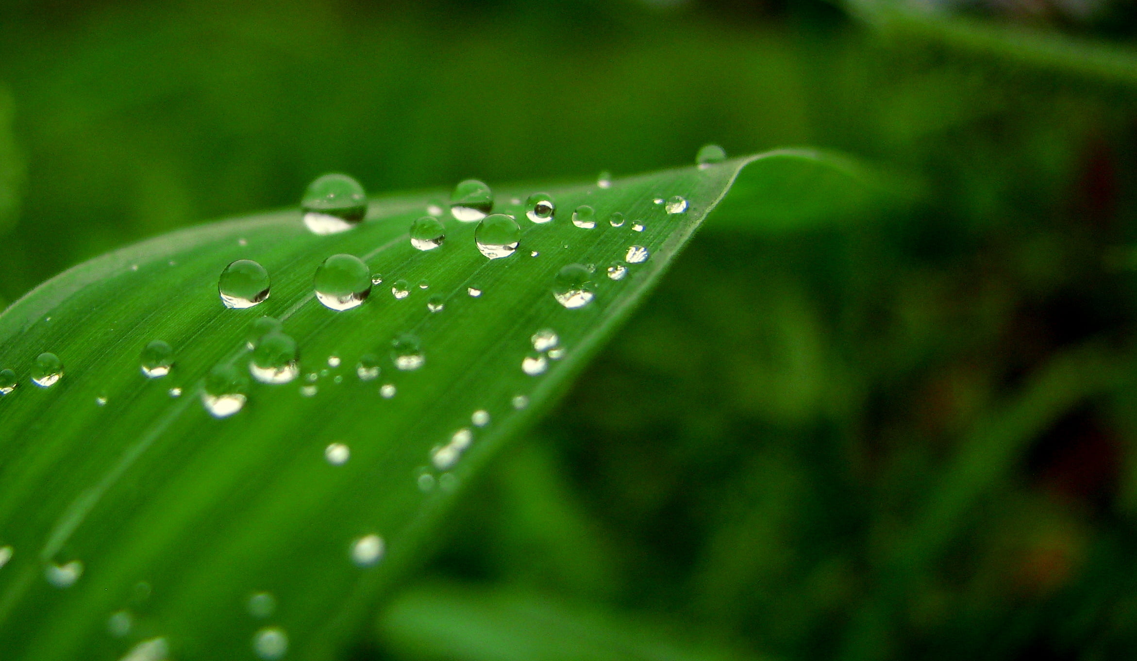 water drops on a leaf close up photo, Nature, pearls, green, reflection