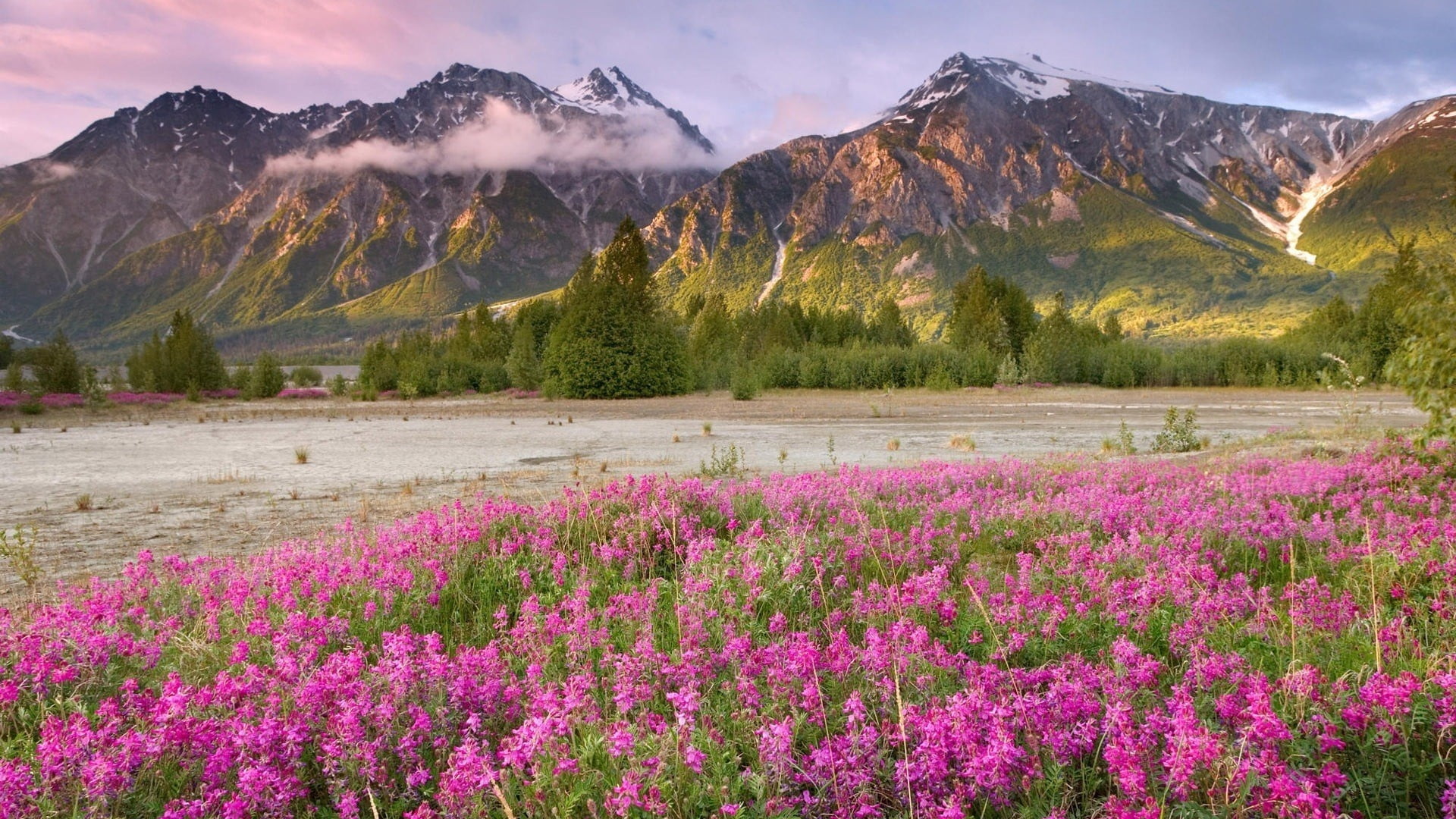 purple flowers, field, mountains, grass, nature, landscape, summer