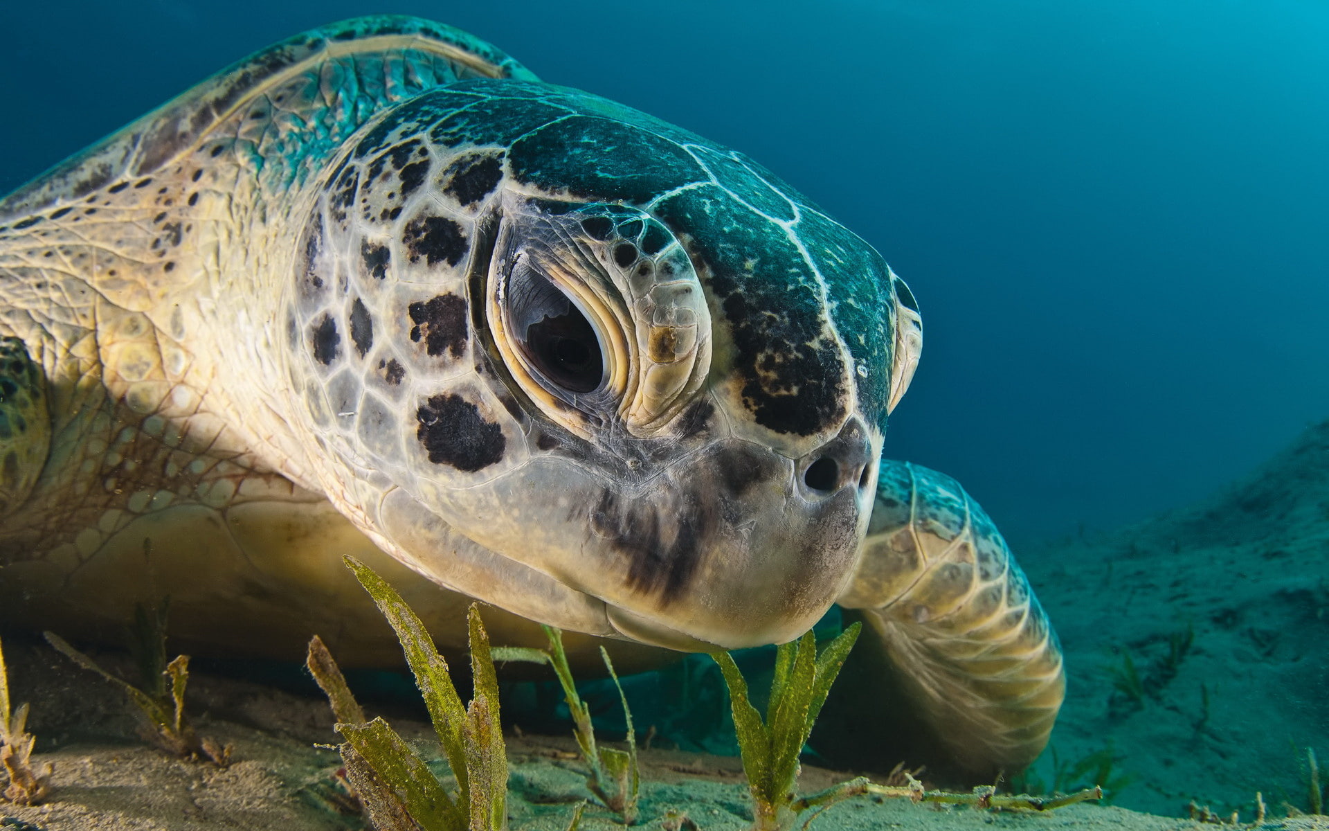 turtle