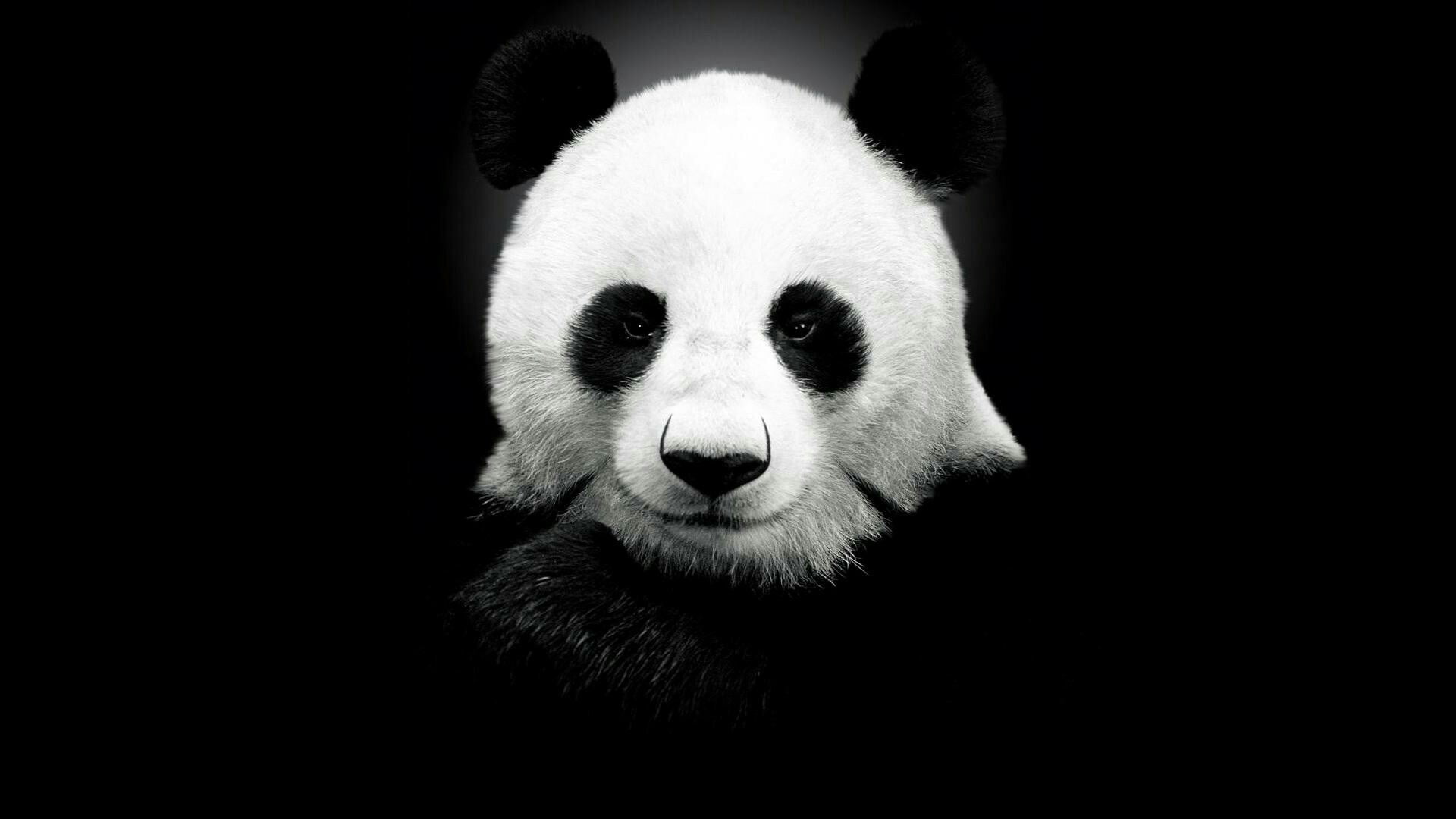 white, black, giant panda, black and white, bear, mammal, nose