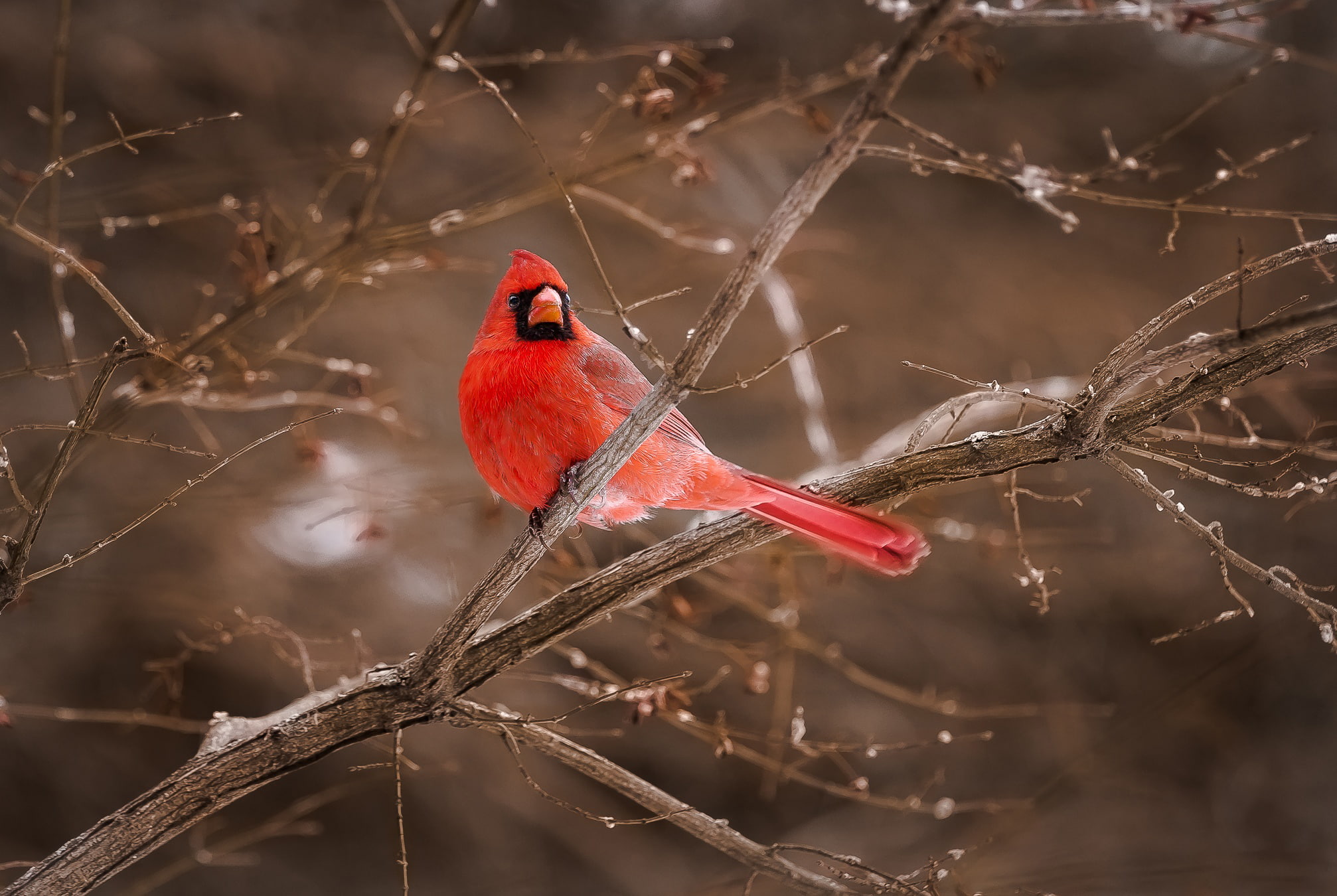 branches, red, bird, cardinal
