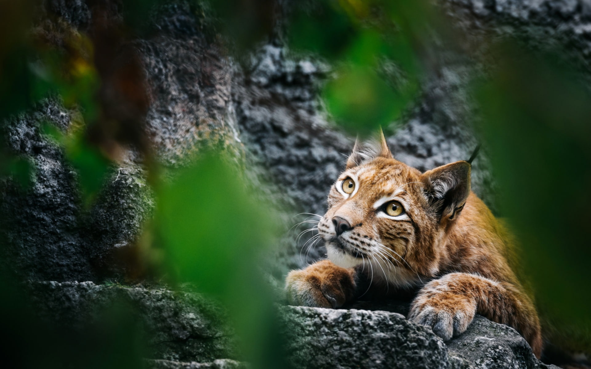 look, predator, lynx