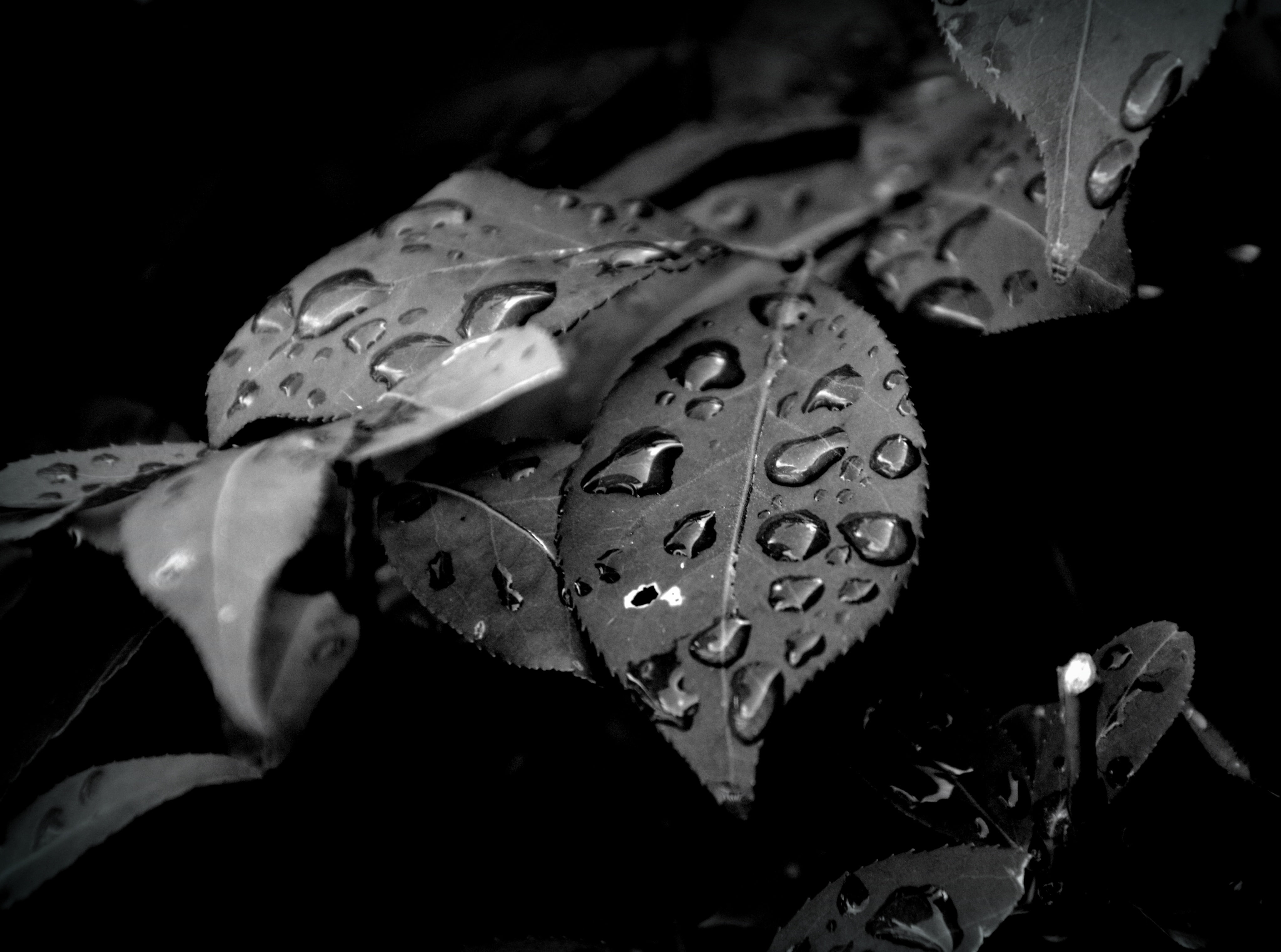 Morning Dew, grayscale photo of leaves, Black and White, bandw