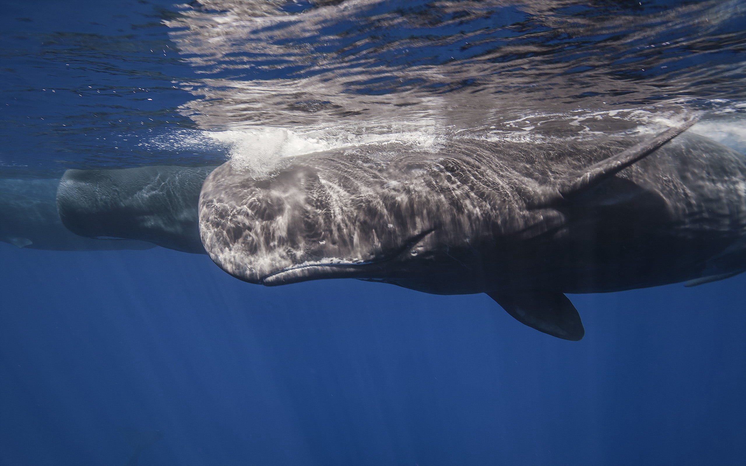blue whale, sperm whale, sea, ocean, underwater, animal, mammal