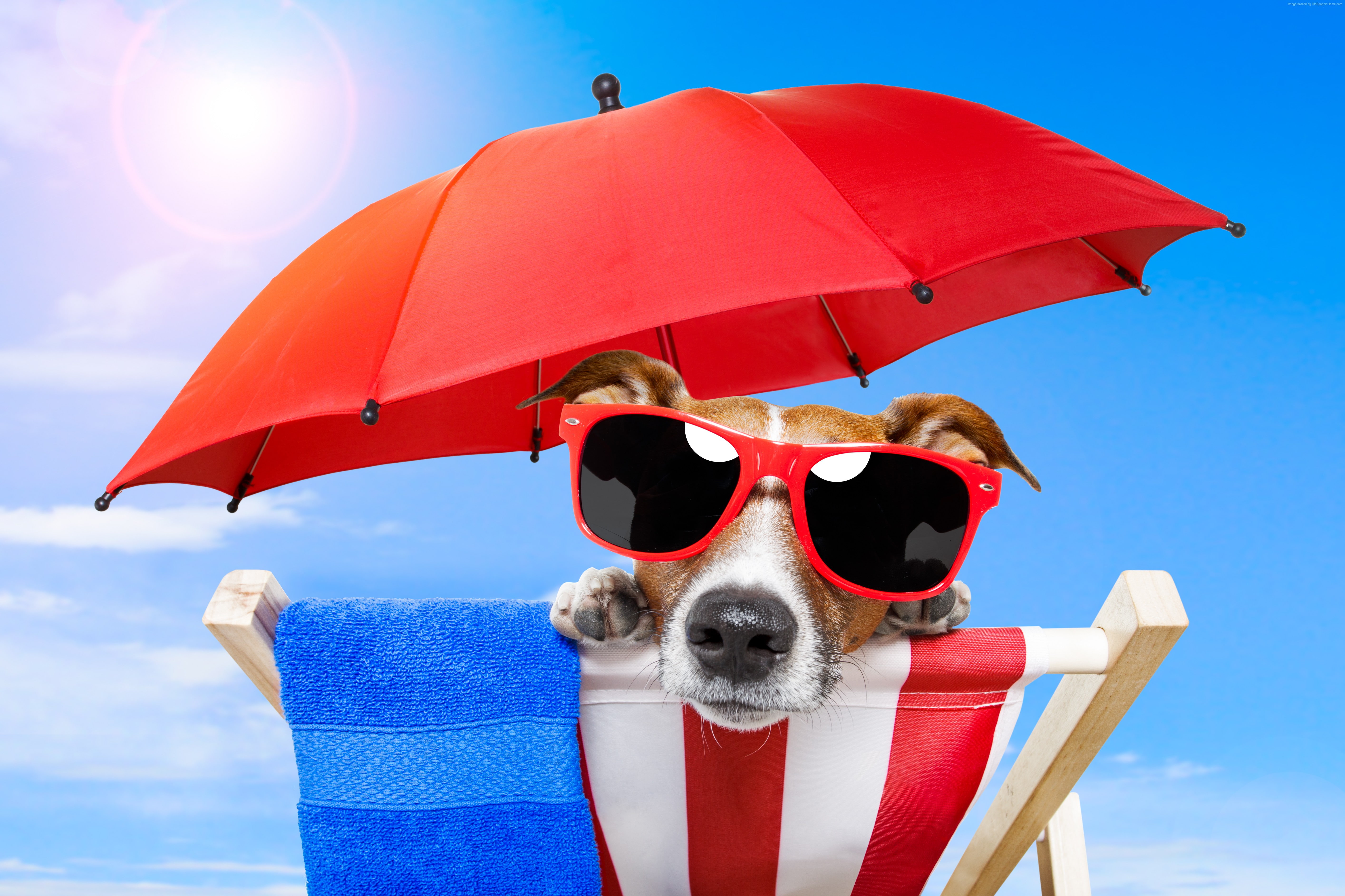 sun, beach, umbrella, animal, summer, puppy, sunglasses, vacation