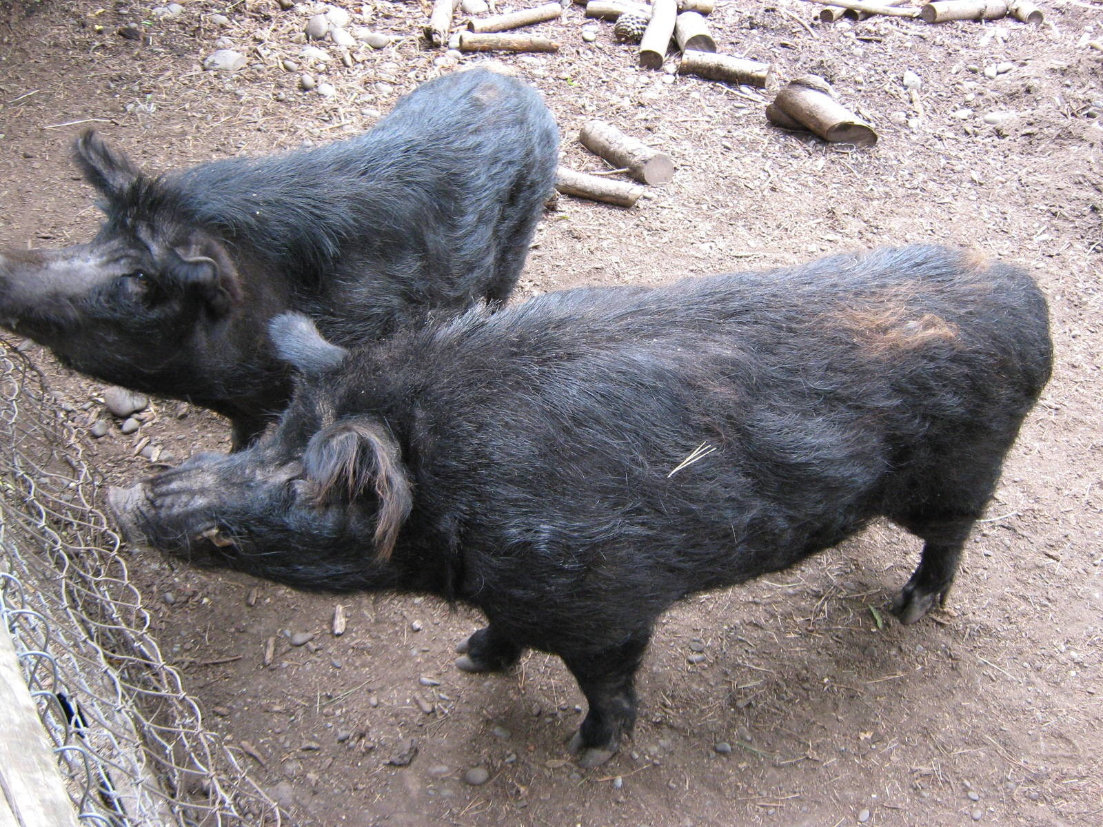 pig
