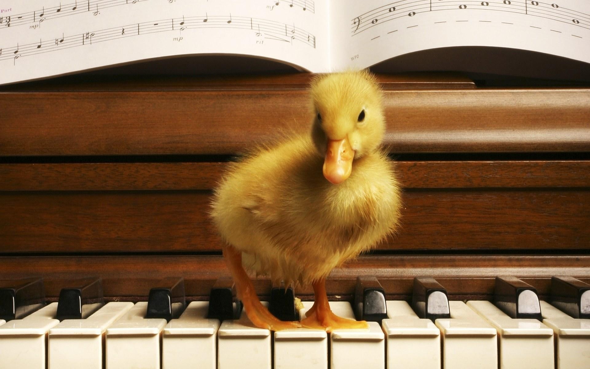 duck