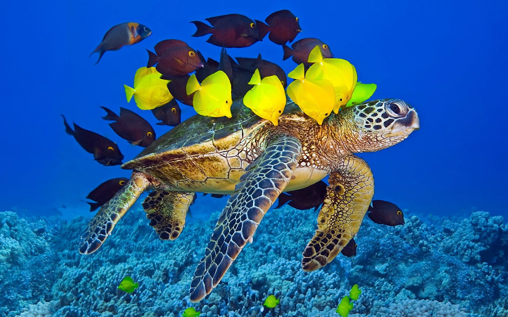 sea turtle and yellow tang, The WORLD, The OCEAN, PACK, PODVODNI