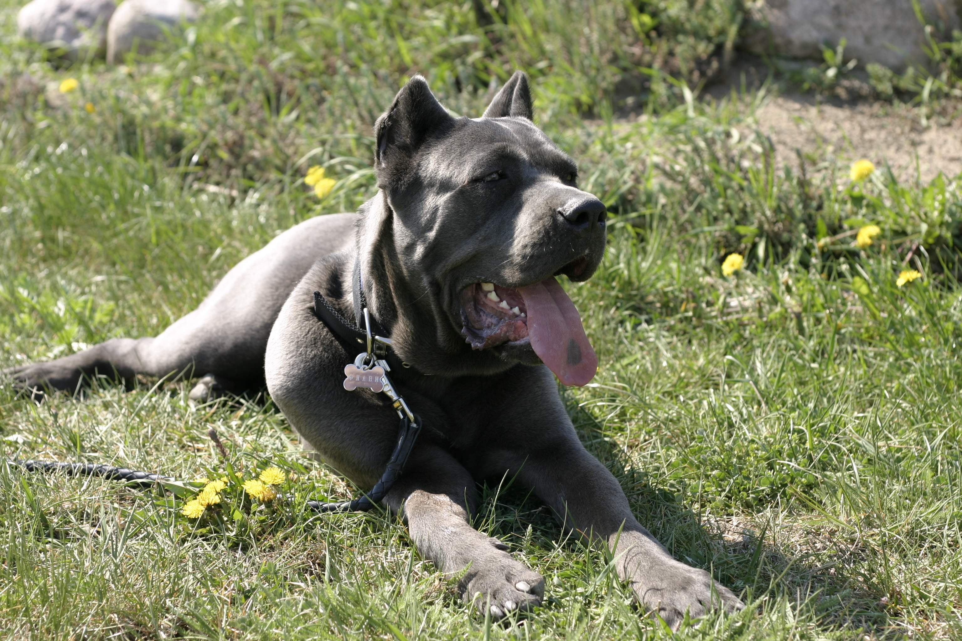 black American Pitbull terrier, cane corso, dog, lying, rest