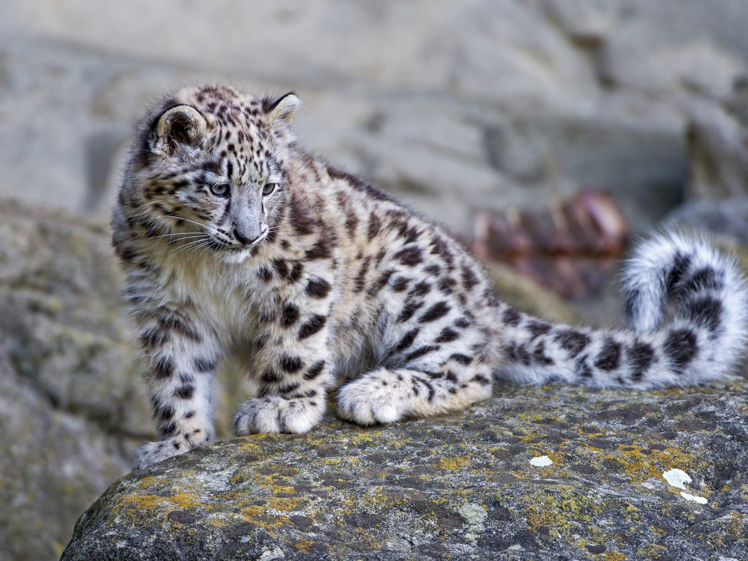 Cute snow leopard baby