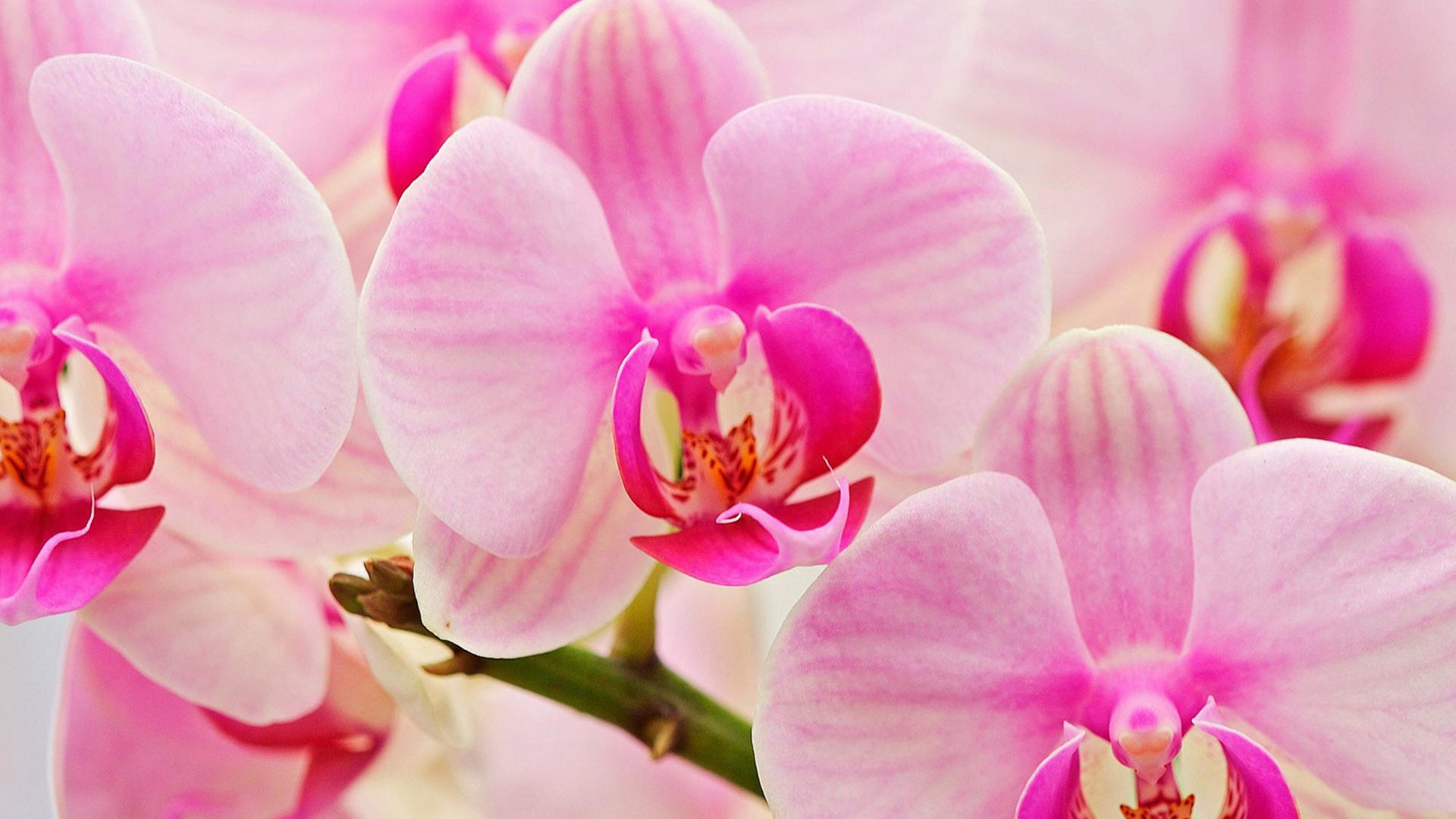 pink, flower, orchid, petal, flowers, blossom, floral, bloom