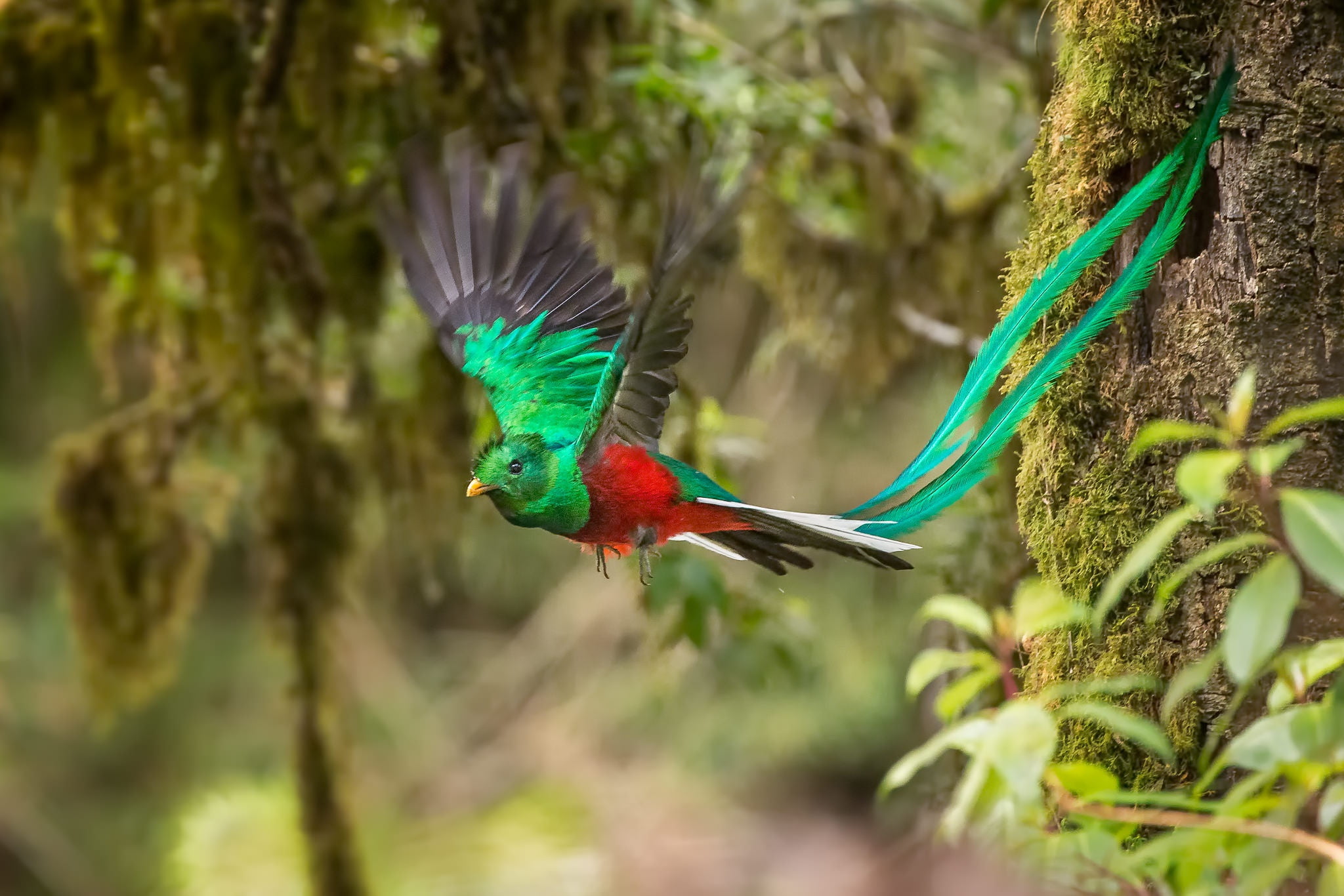 feathers, tail, flight, Quezal, Quetzal, Pharomachrus mocinno