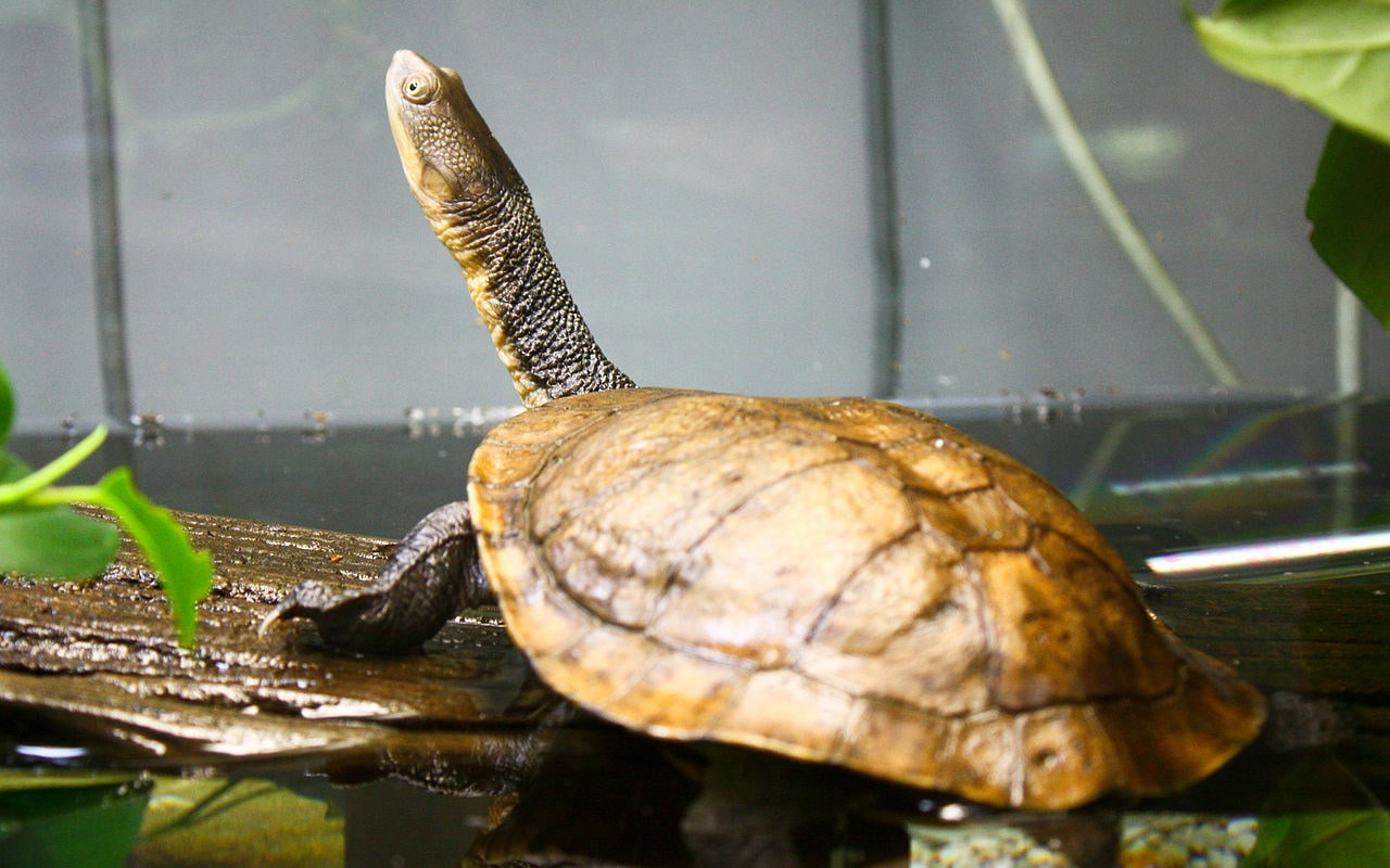 turtle