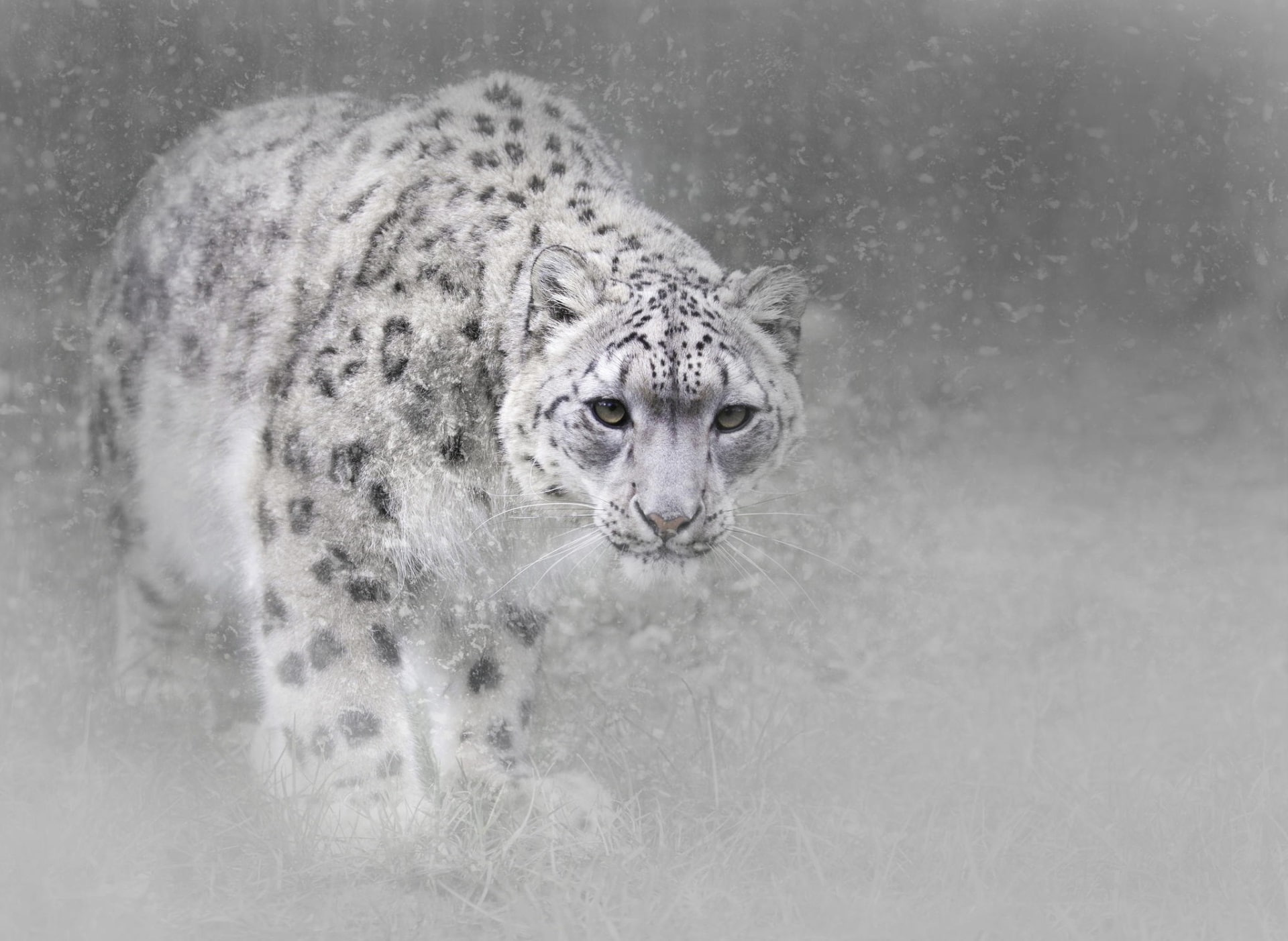 snow leopard full hd pic