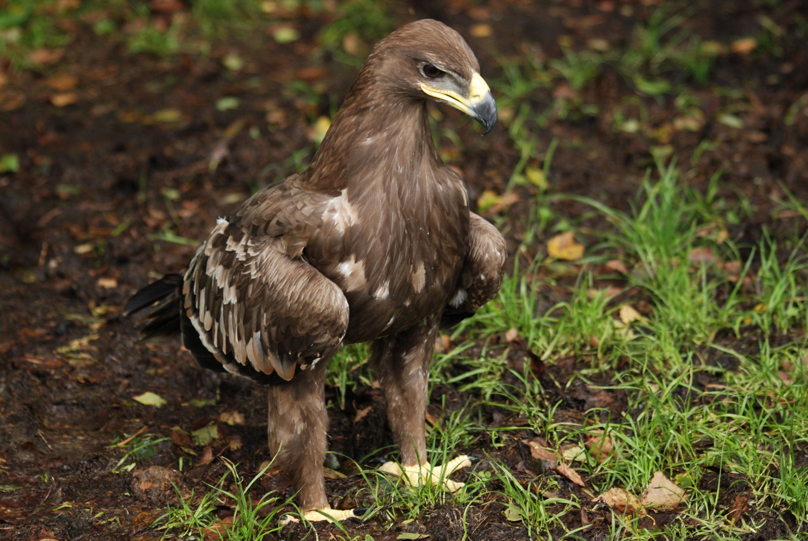 eagle