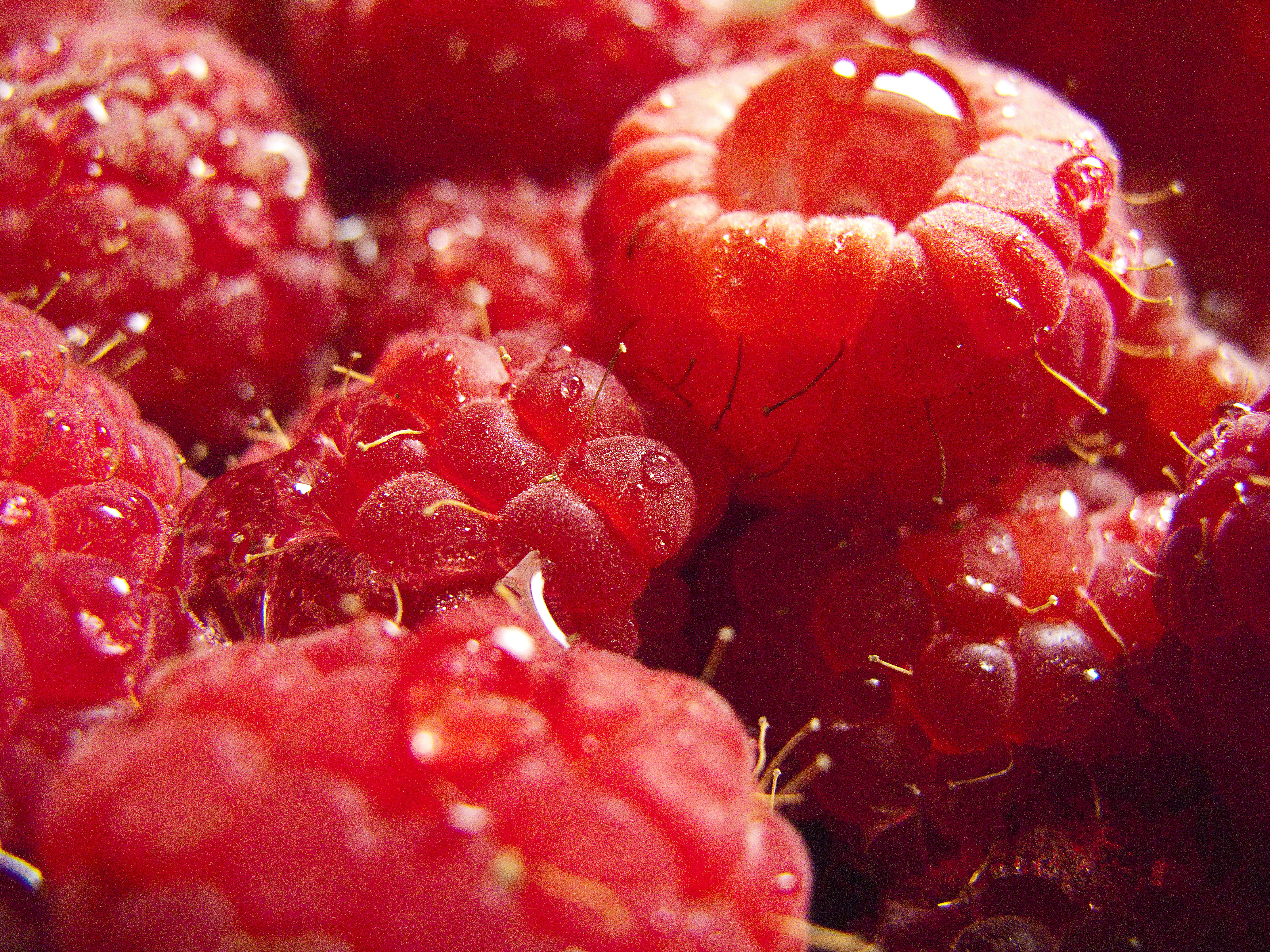 red fruits, Wet, Raspberries, raspberry, red  fruit, closeup
