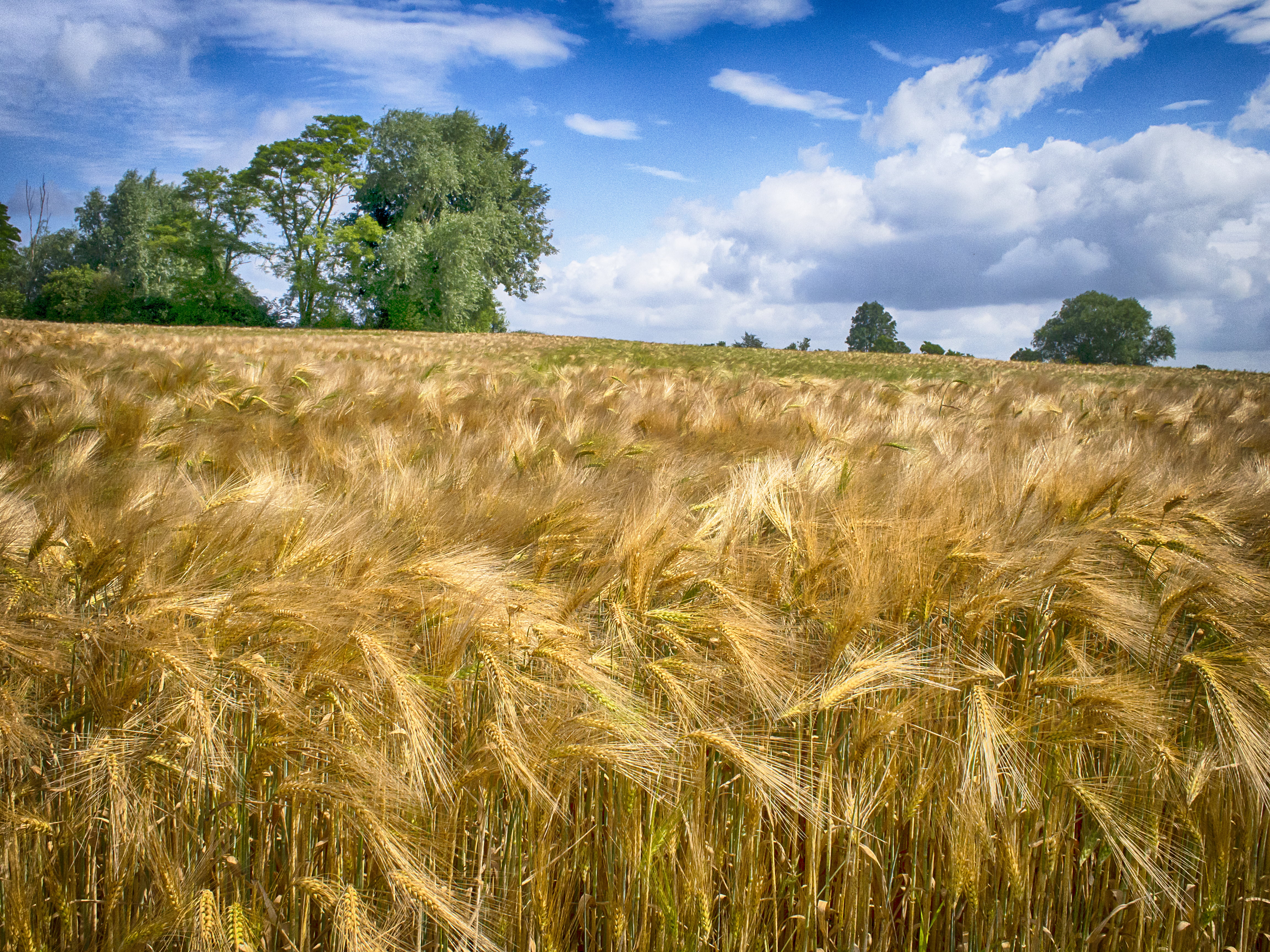 brown field at cloudy blue sky, Ready, barley, harvest, ears