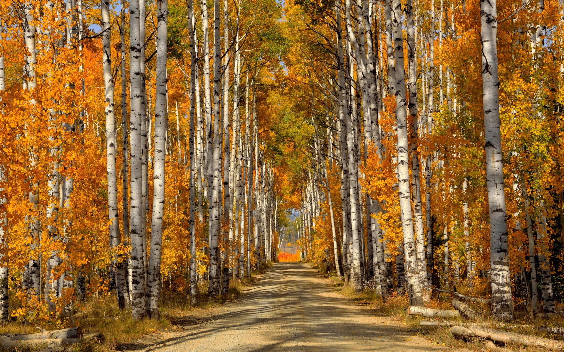 Forest, trees, birch leaves, autumn, road