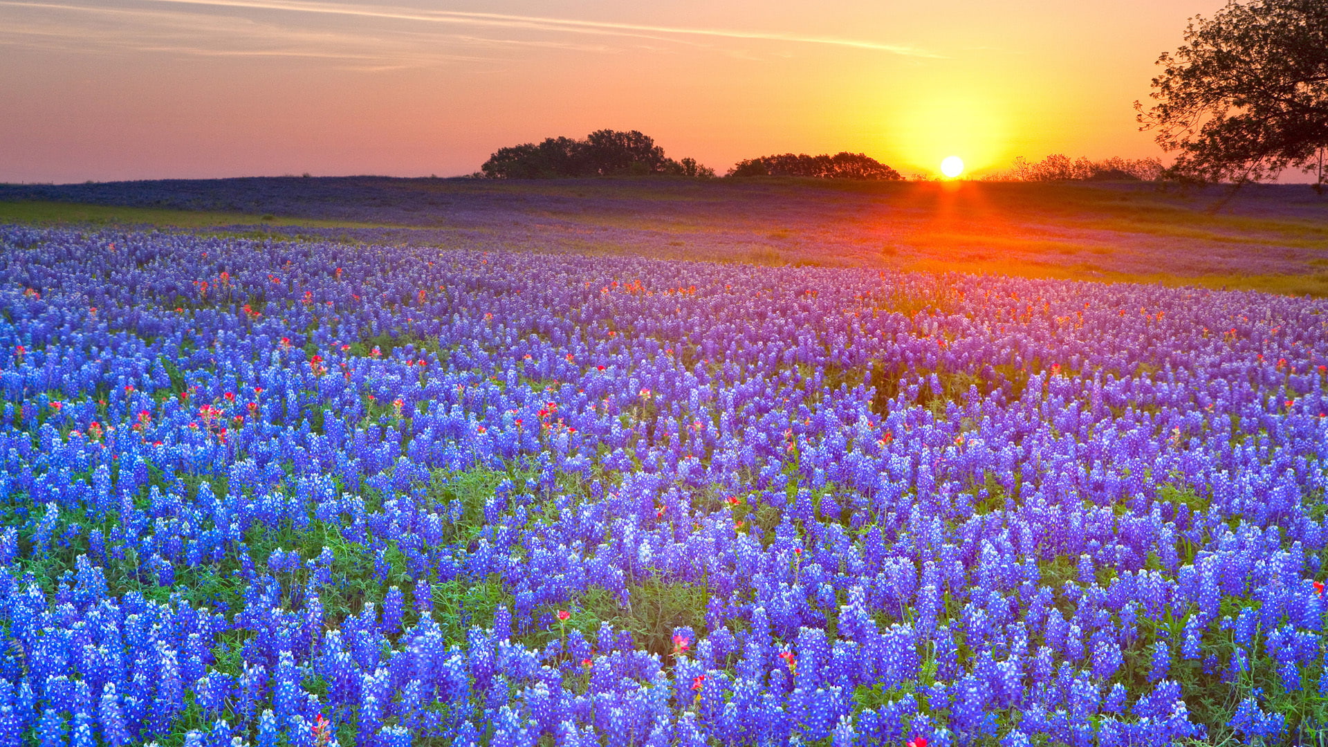 Free download | HD wallpaper: color, fields, flowers, hdr, lupine ...