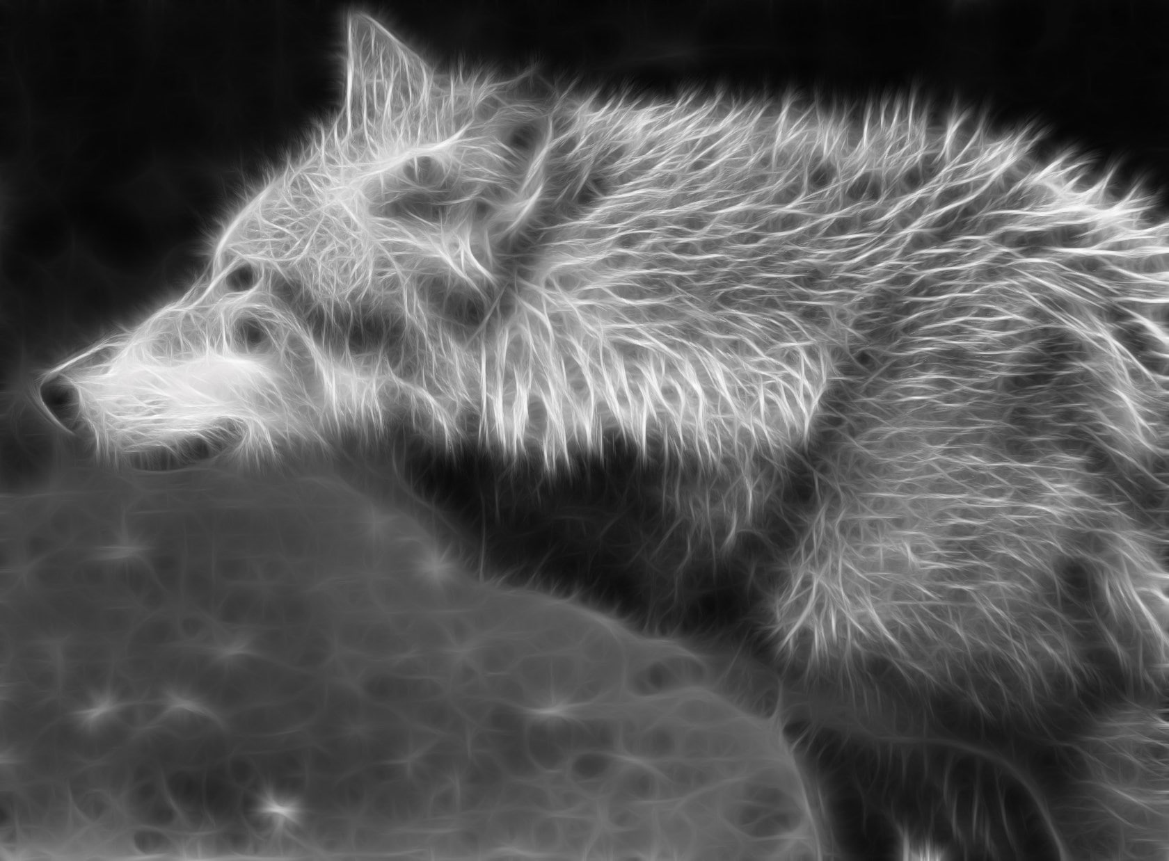 wolf